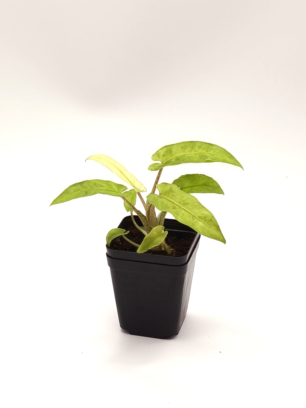 Alocasia Lauterbachiana Mint Variegata