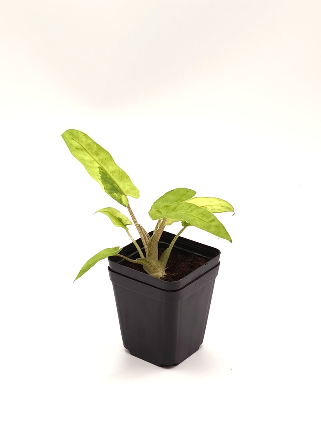Alocasia Lauterbachiana Mint Variegata