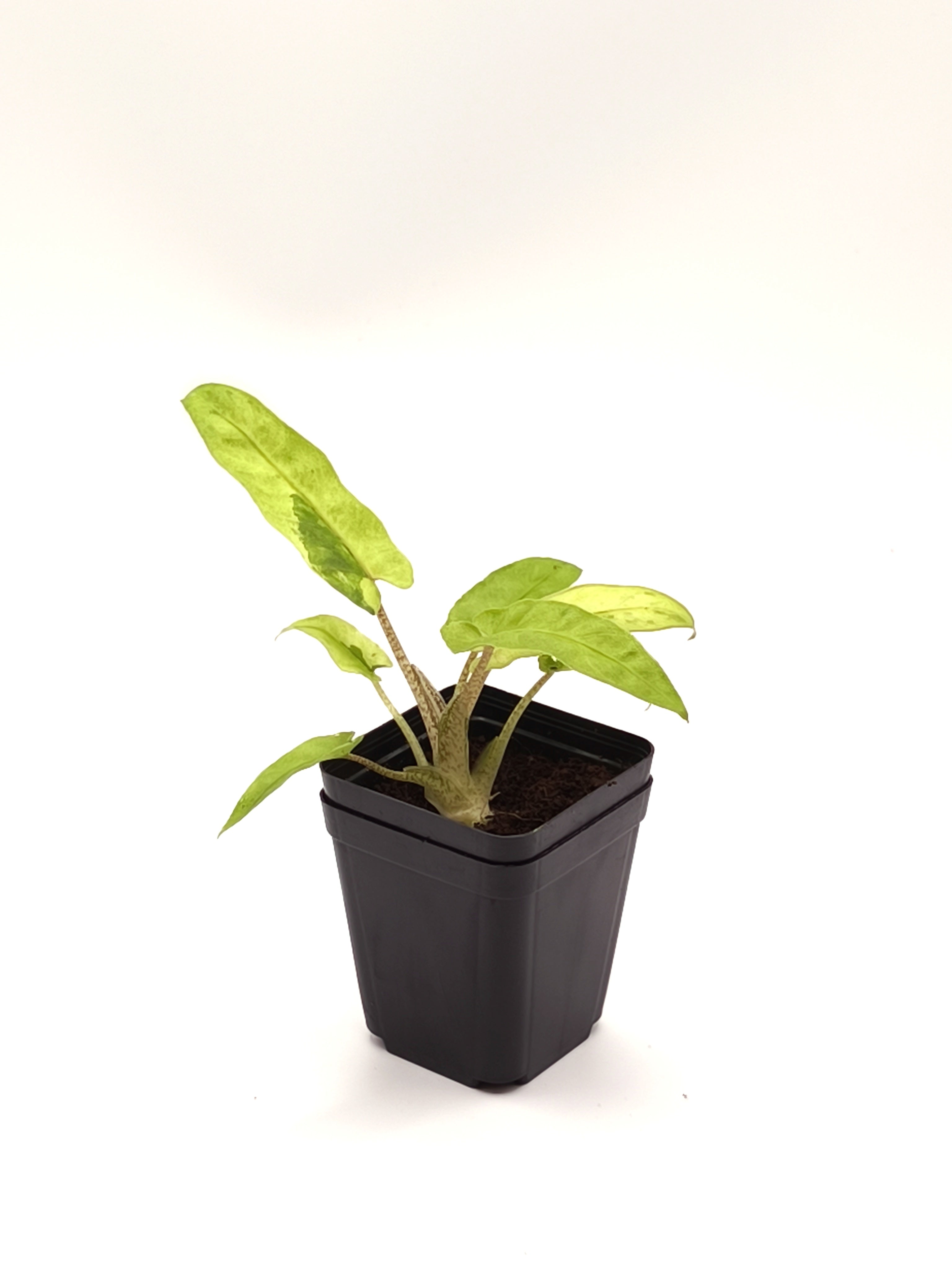 Alocasia Lauterbachiana Mint Variegata