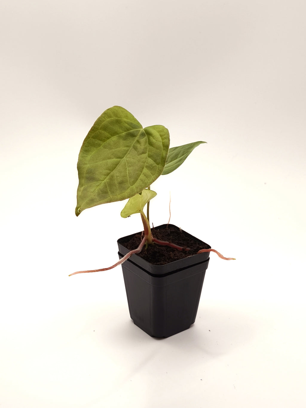 Anthurium Queen of Hearts
