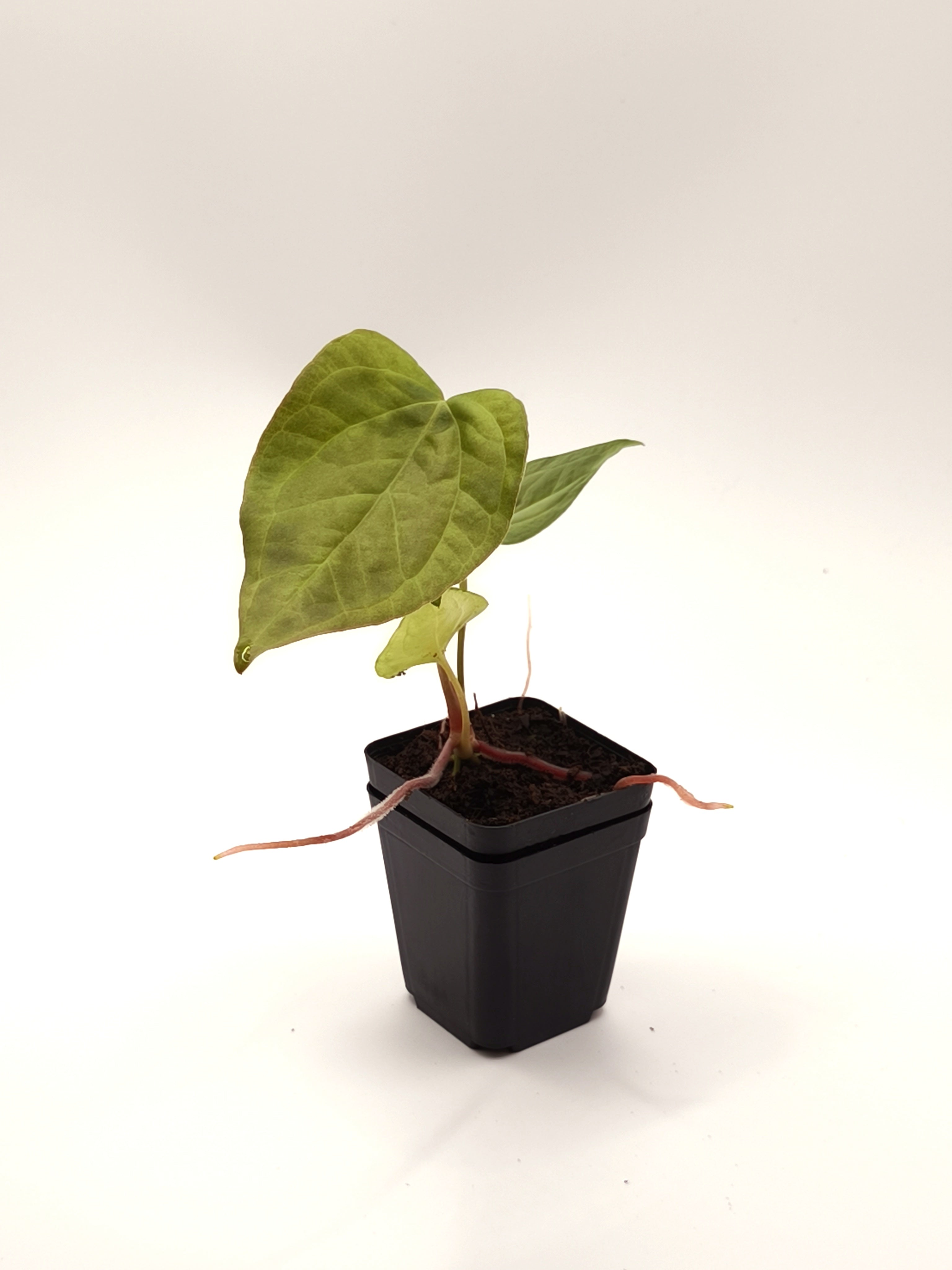 Anthurium Queen of Hearts