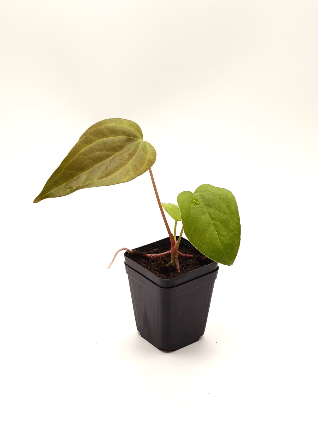 Anthurium Queen of Hearts