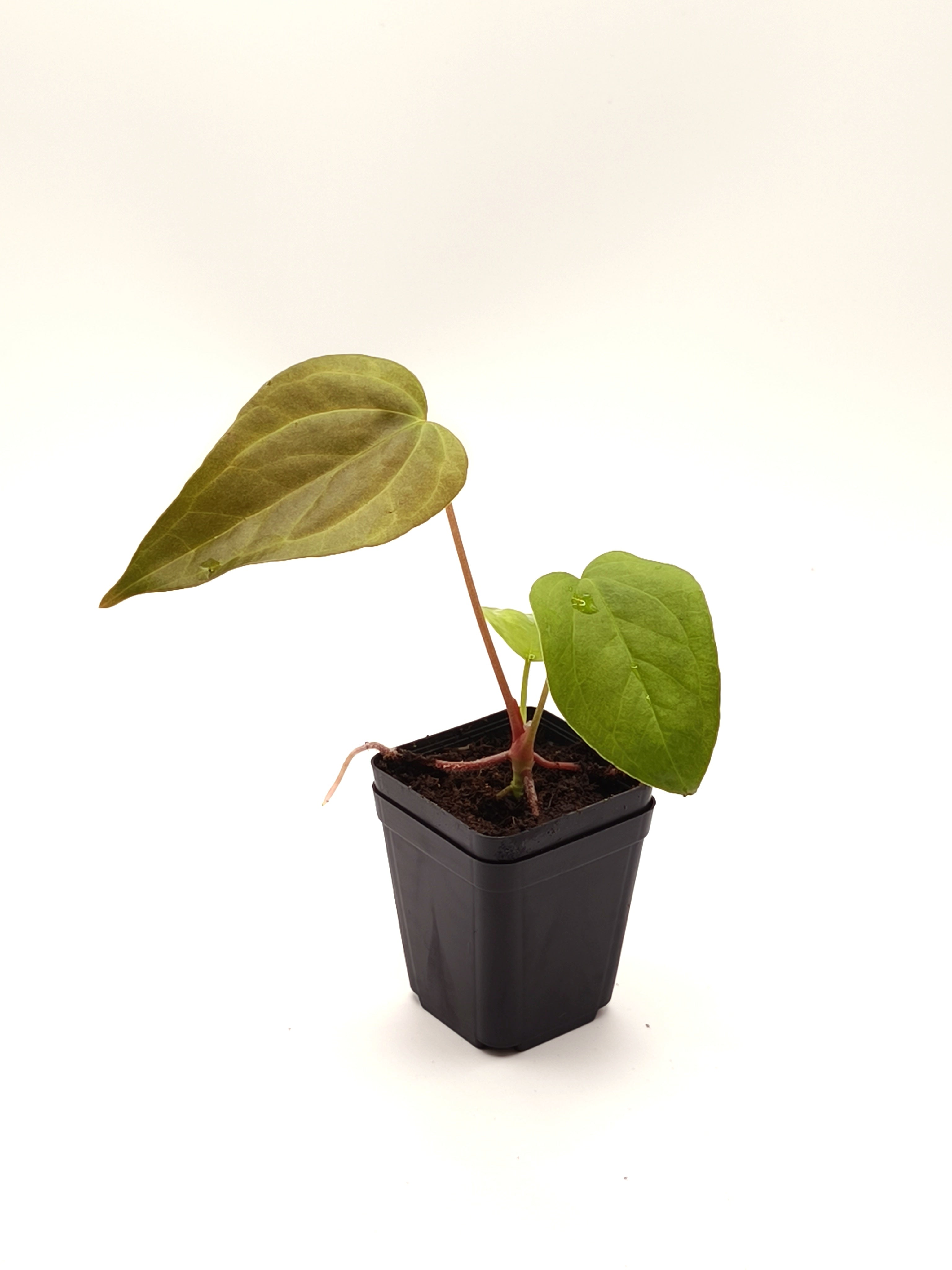 Anthurium Queen of Hearts