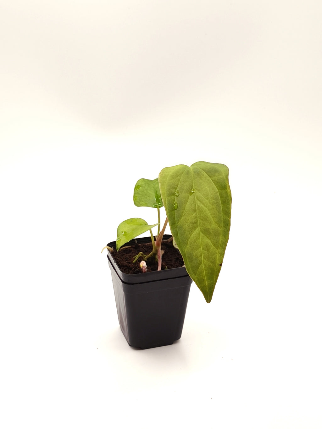 Anthurium Queen of Hearts