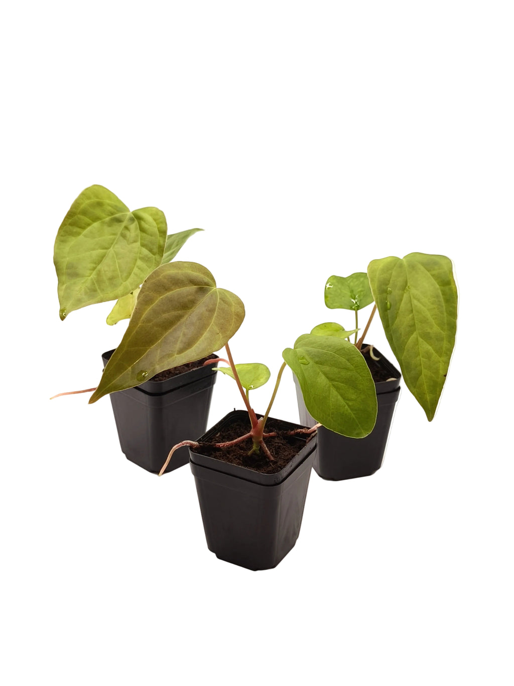 Anthurium Queen of Hearts