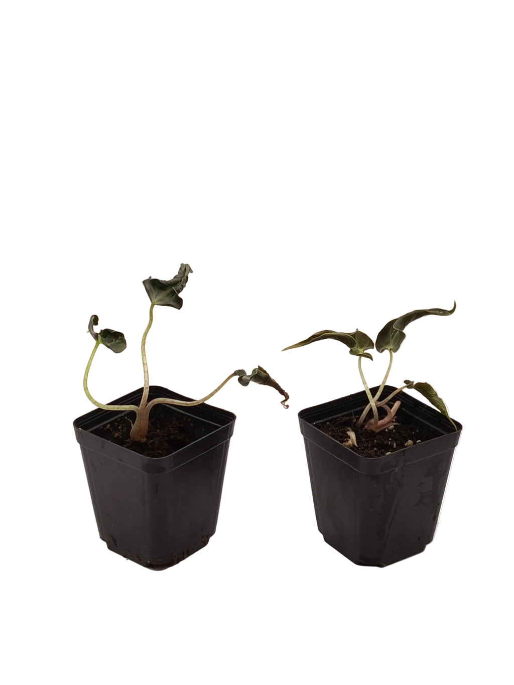 Alocasia Loco