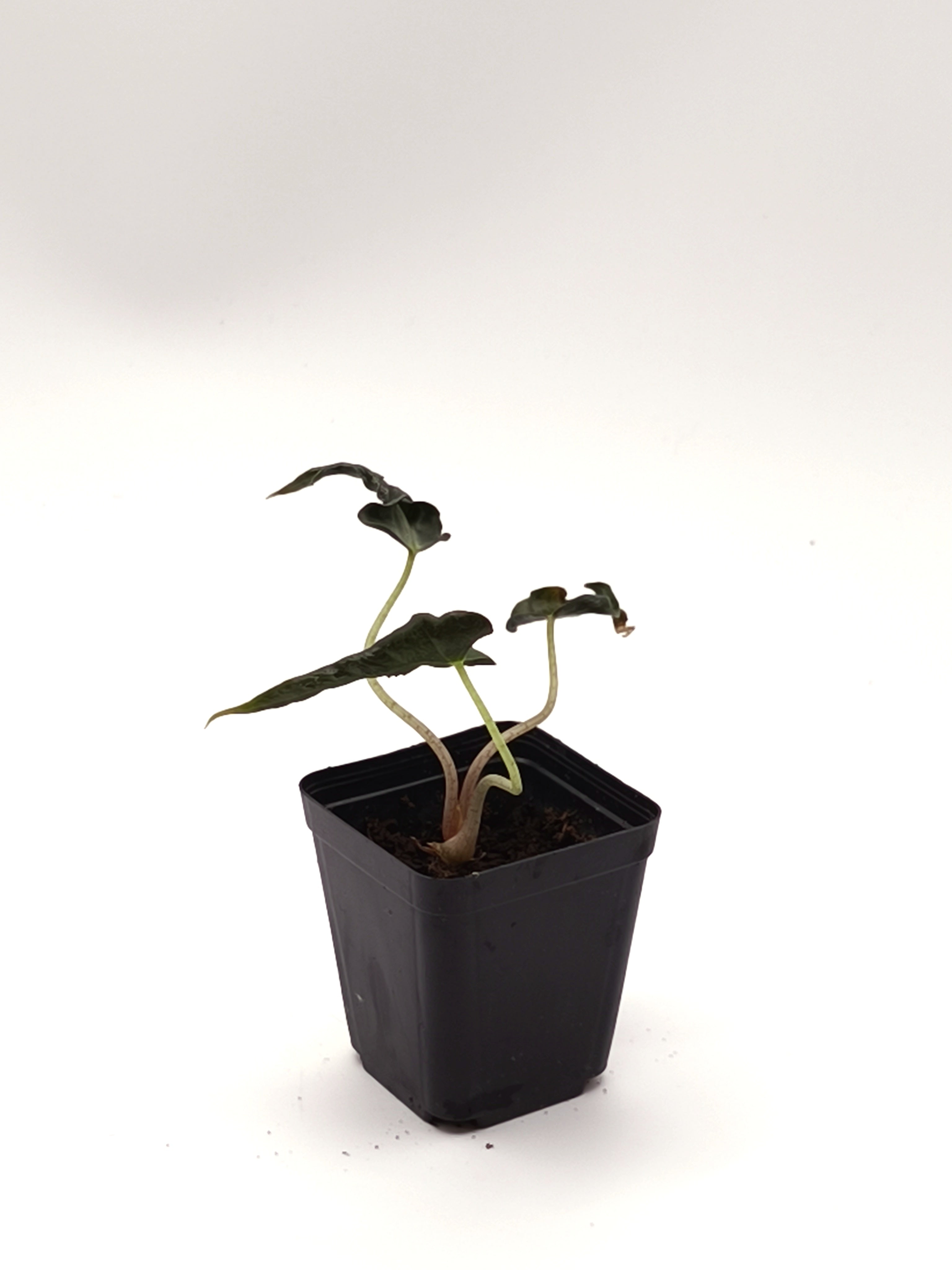 Alocasia Loco