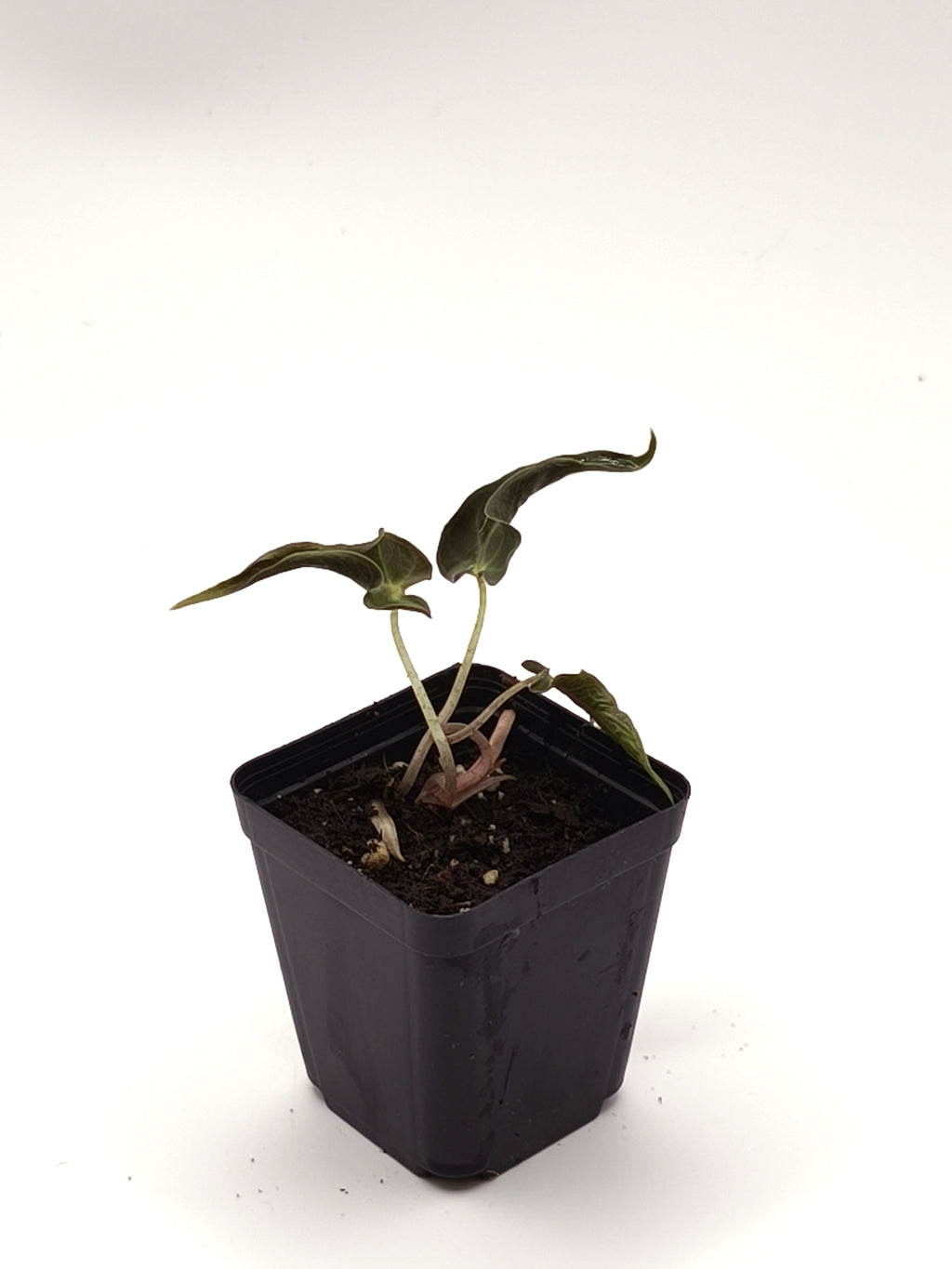Alocasia Loco