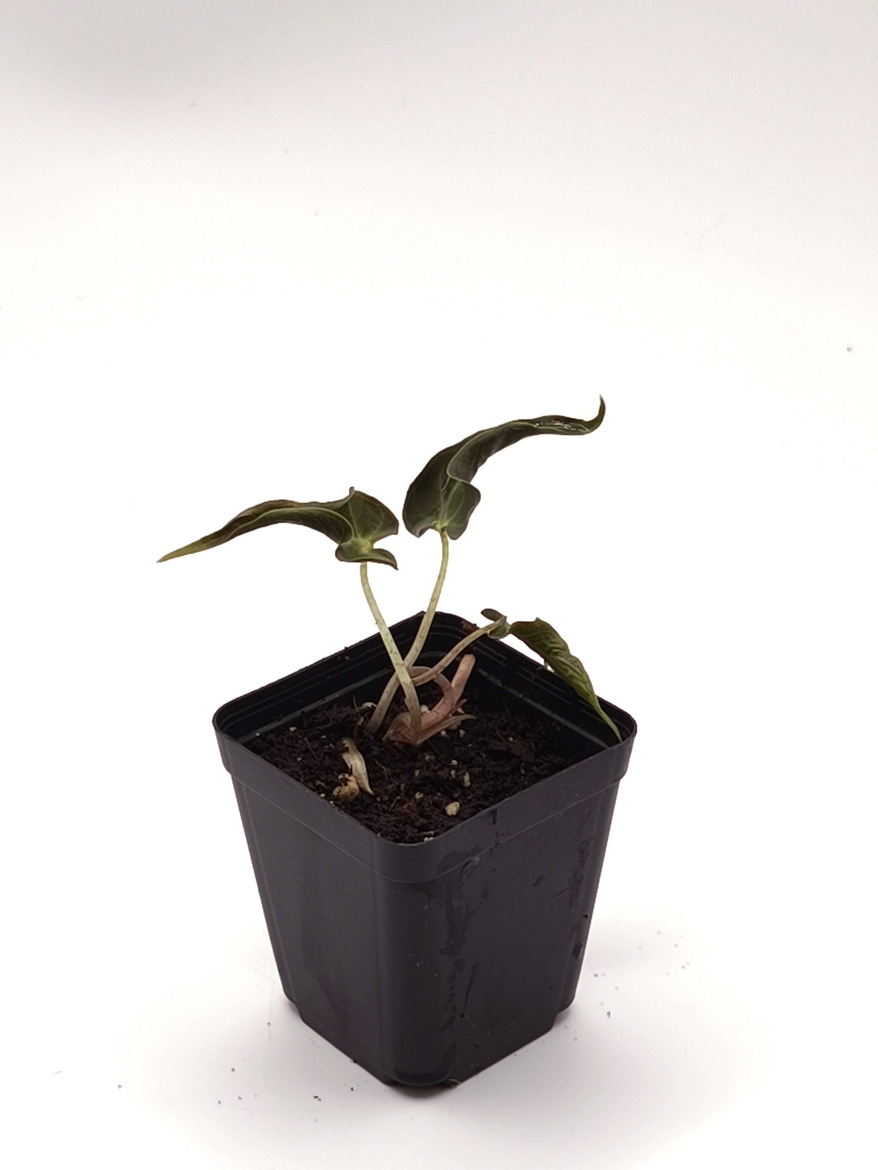 Alocasia Loco