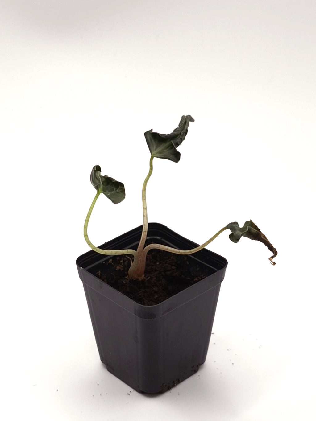 Alocasia Loco