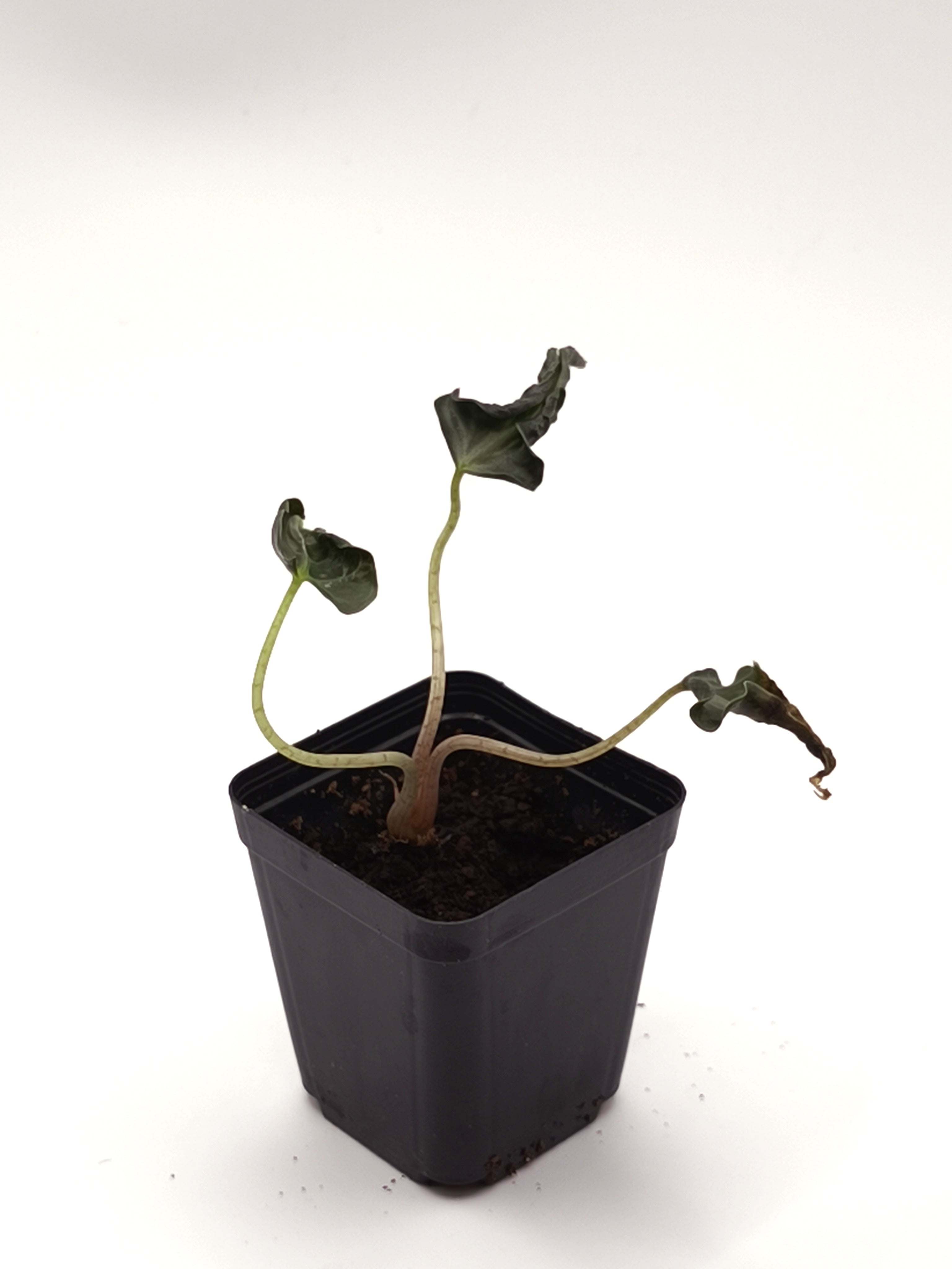 Alocasia Loco