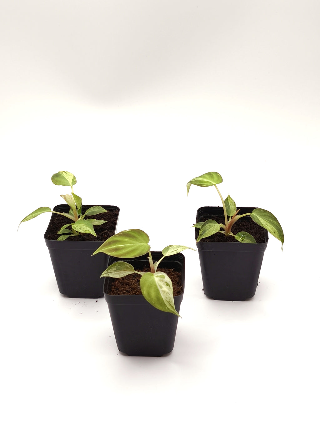 Philodendron Verrucosum Mint Variegata