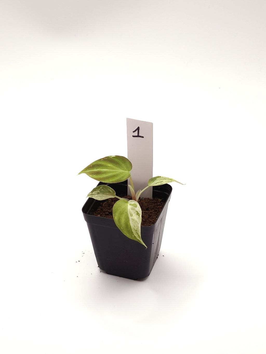 Philodendron Verrucosum Mint Variegata