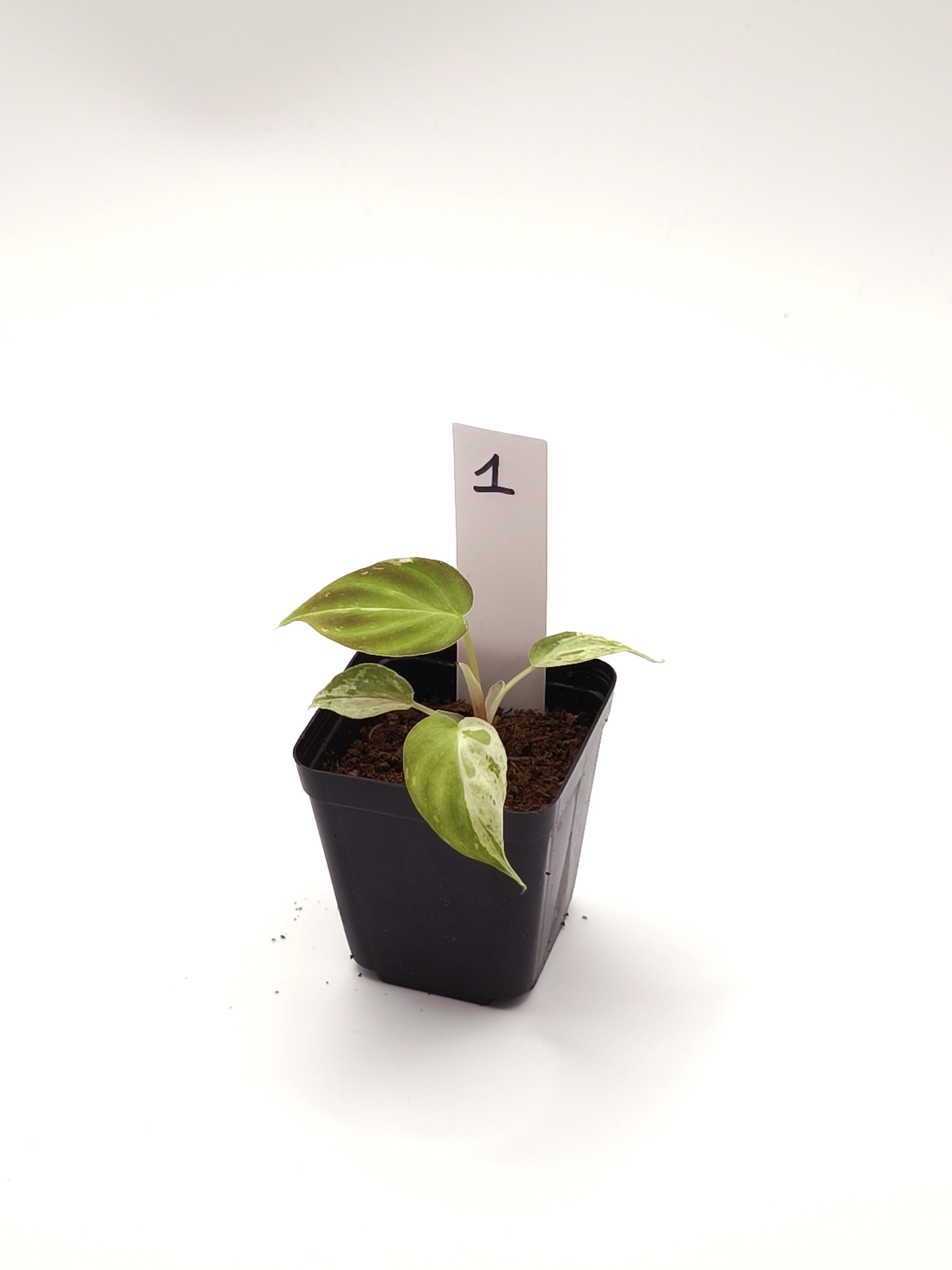 Philodendron Verrucosum Mint Variegata