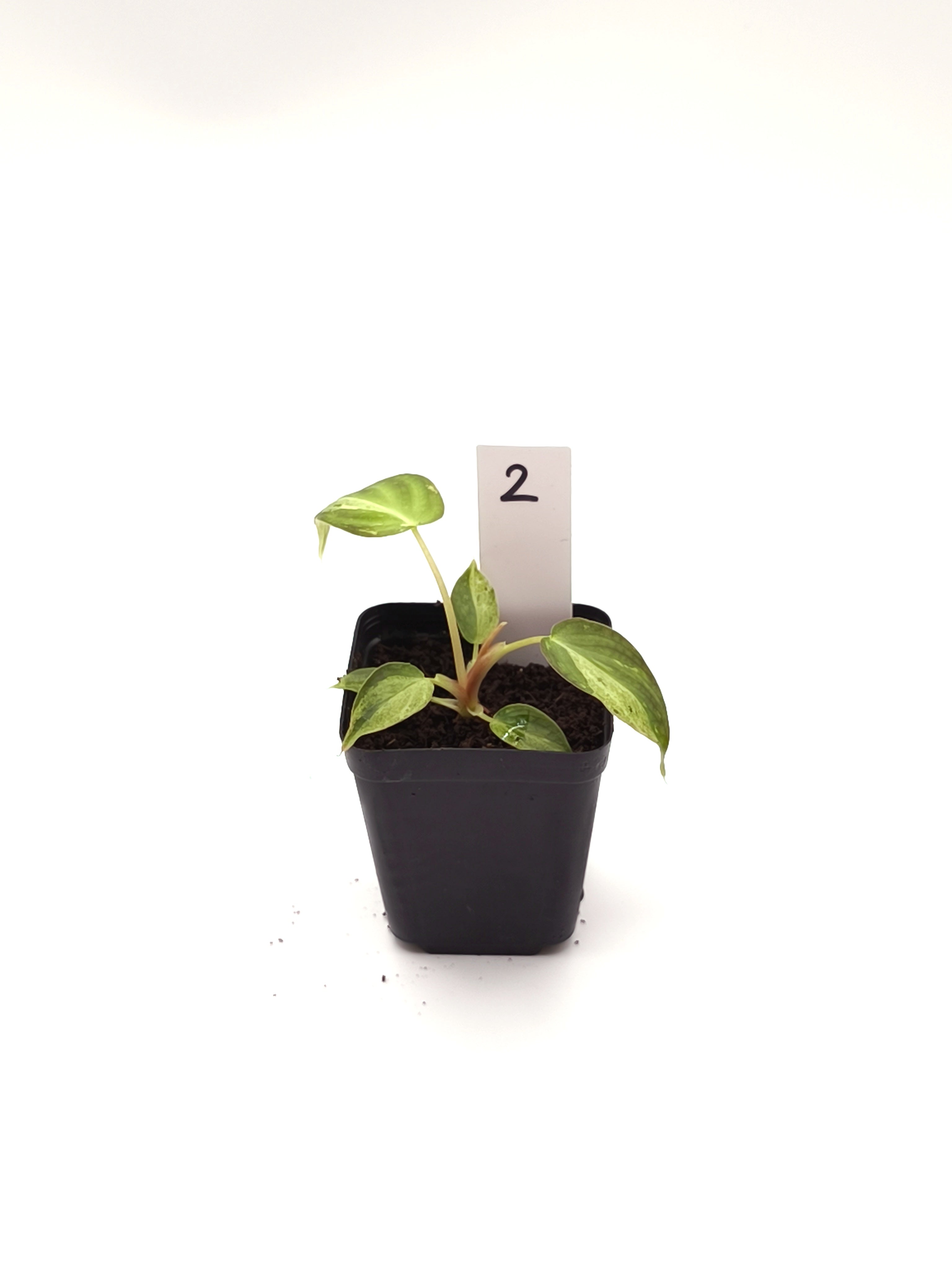 Philodendron Verrucosum Mint Variegata