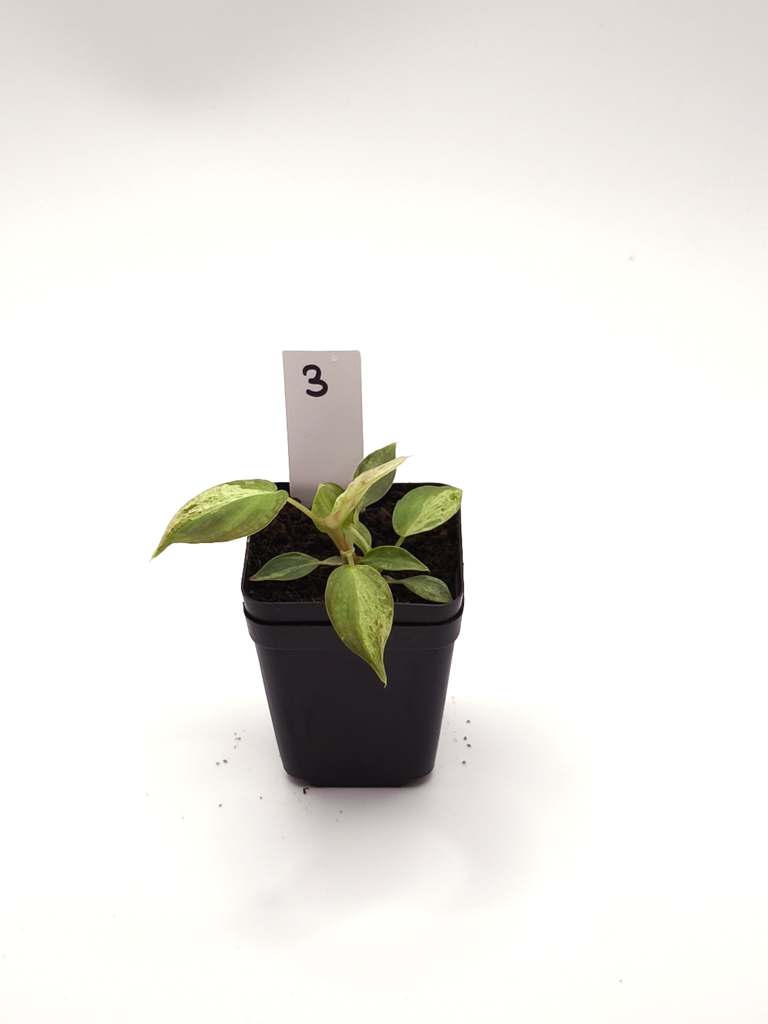 Philodendron Verrucosum Mint Variegata