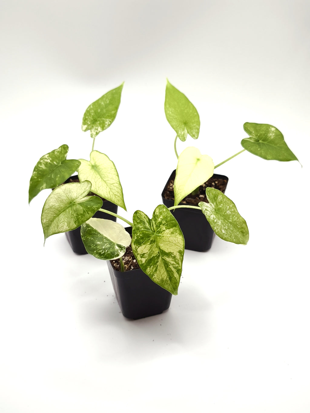 Alocasia Odora Albo Variegata