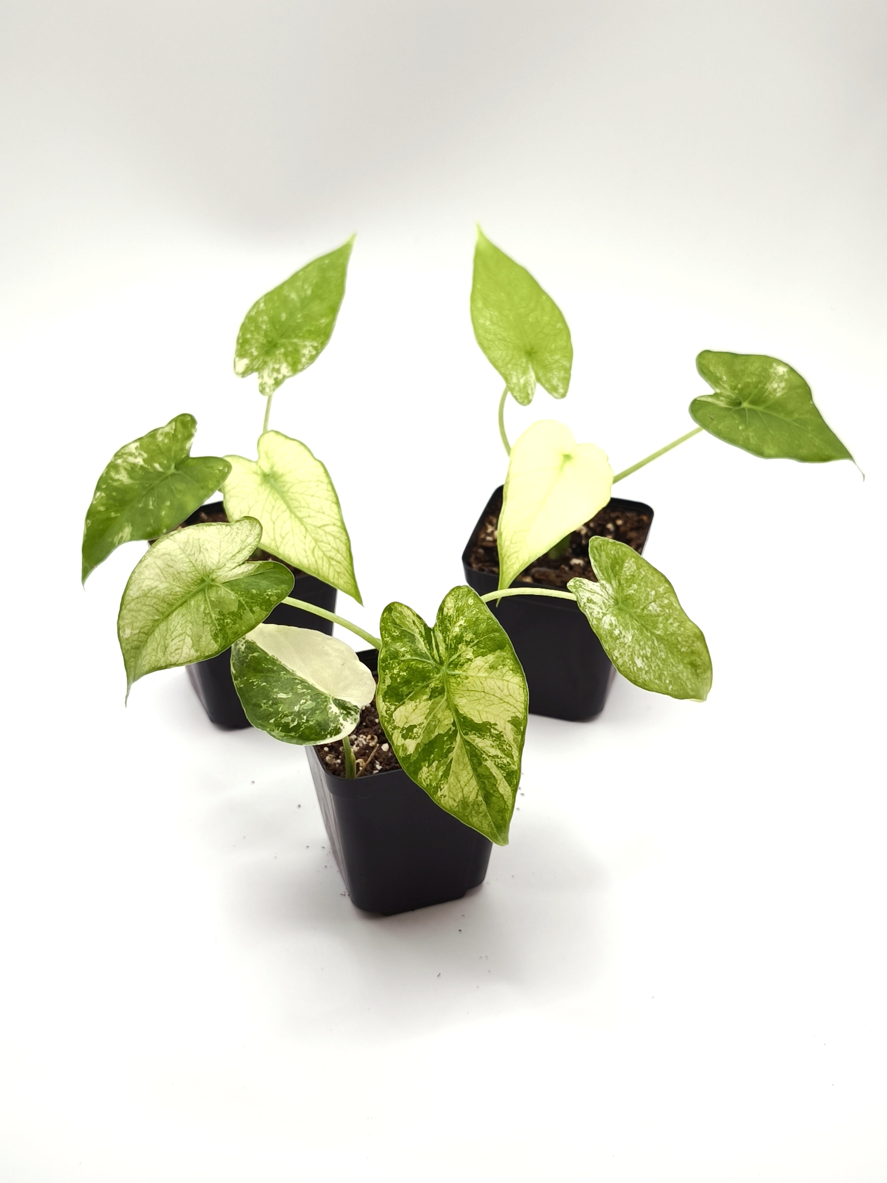 Alocasia Odora Albo Variegata