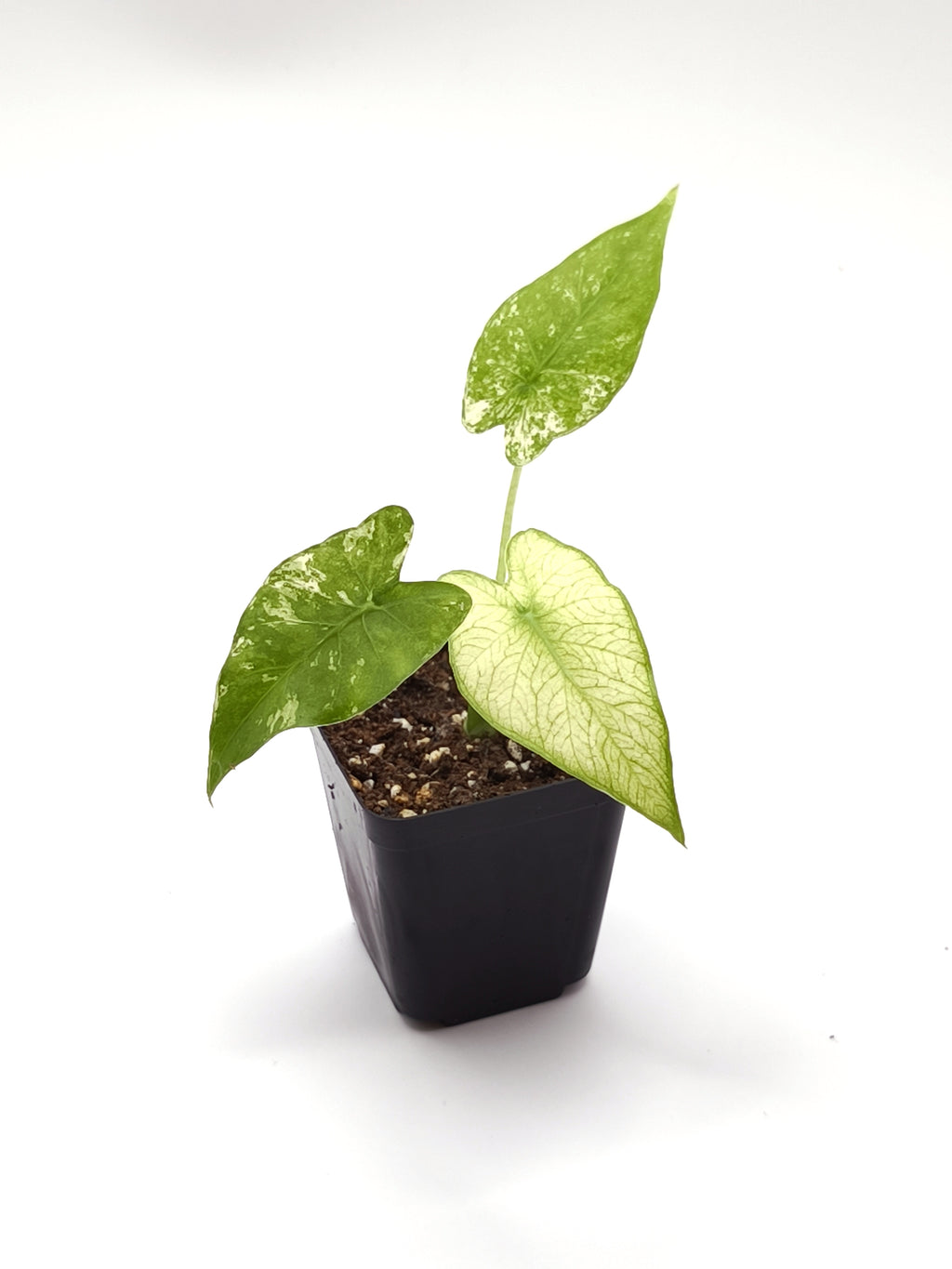 Alocasia Odora Albo Variegata