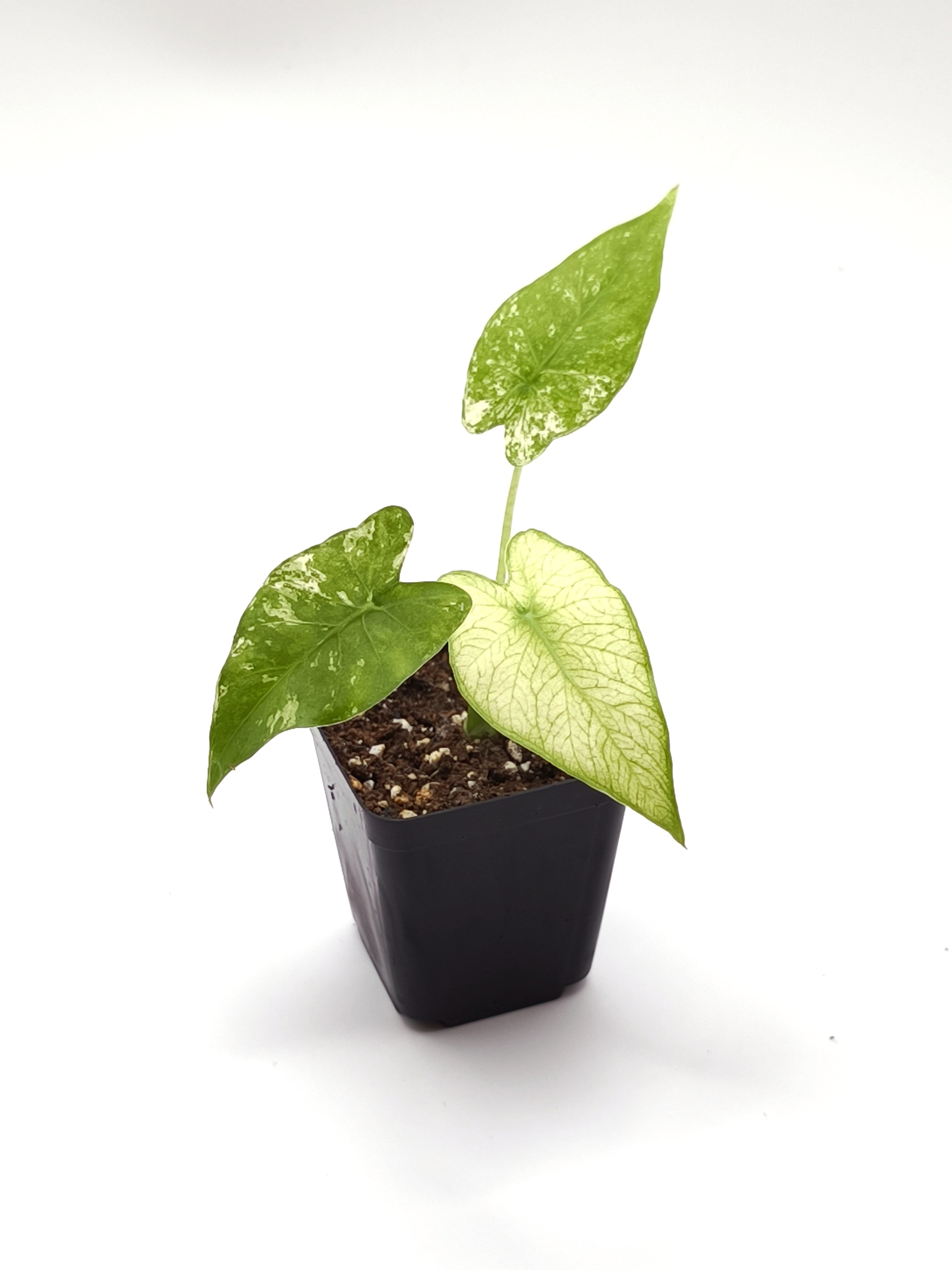 Alocasia Odora Albo Variegata