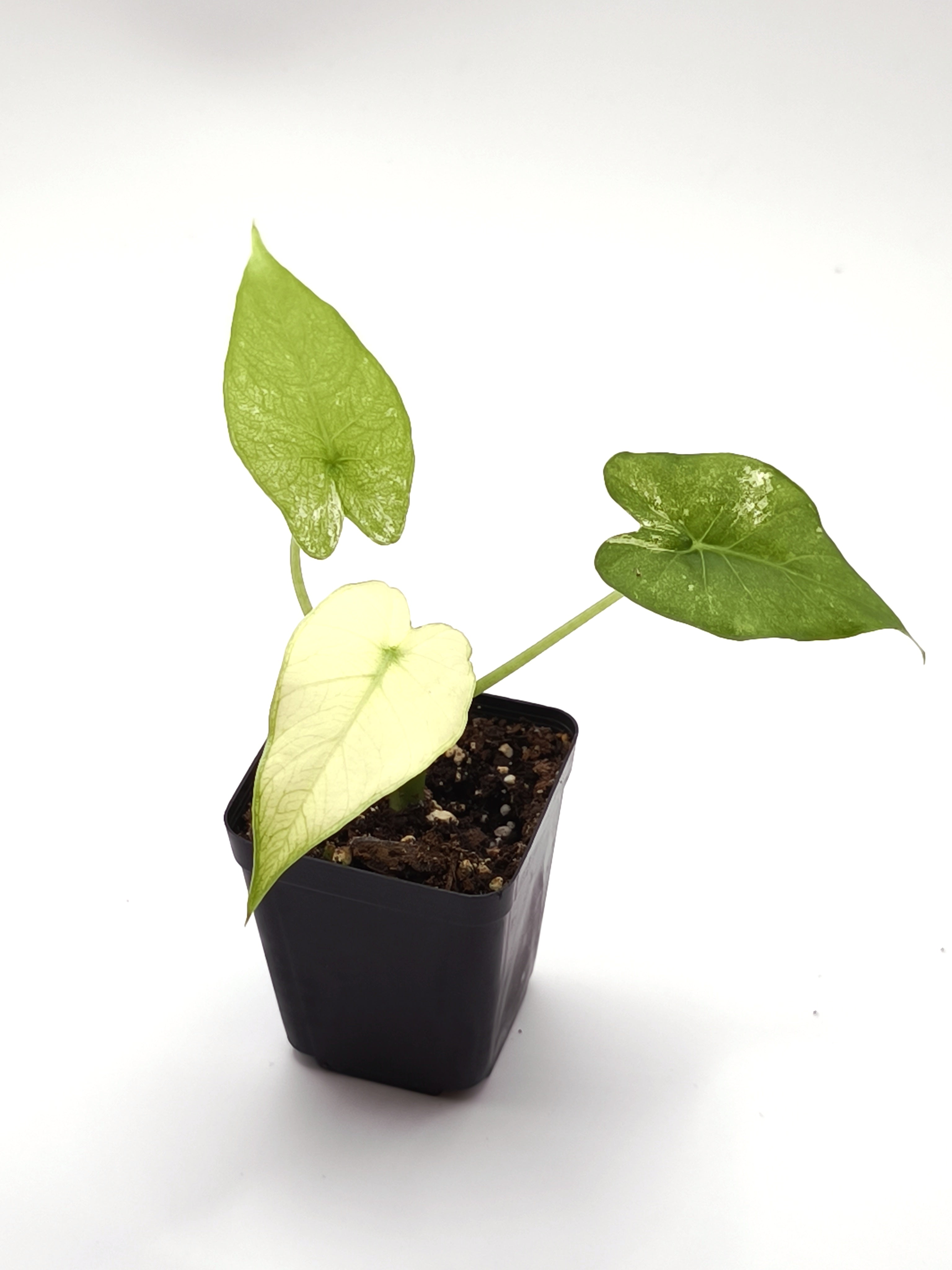 Alocasia Odora Albo Variegata