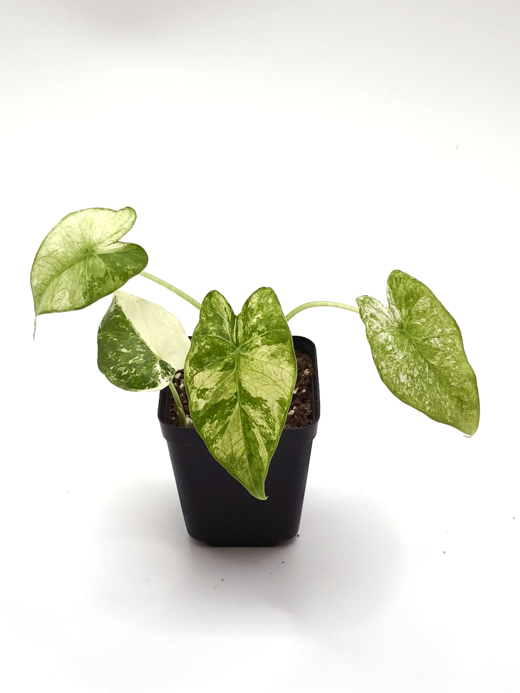 Alocasia Odora Albo Variegata