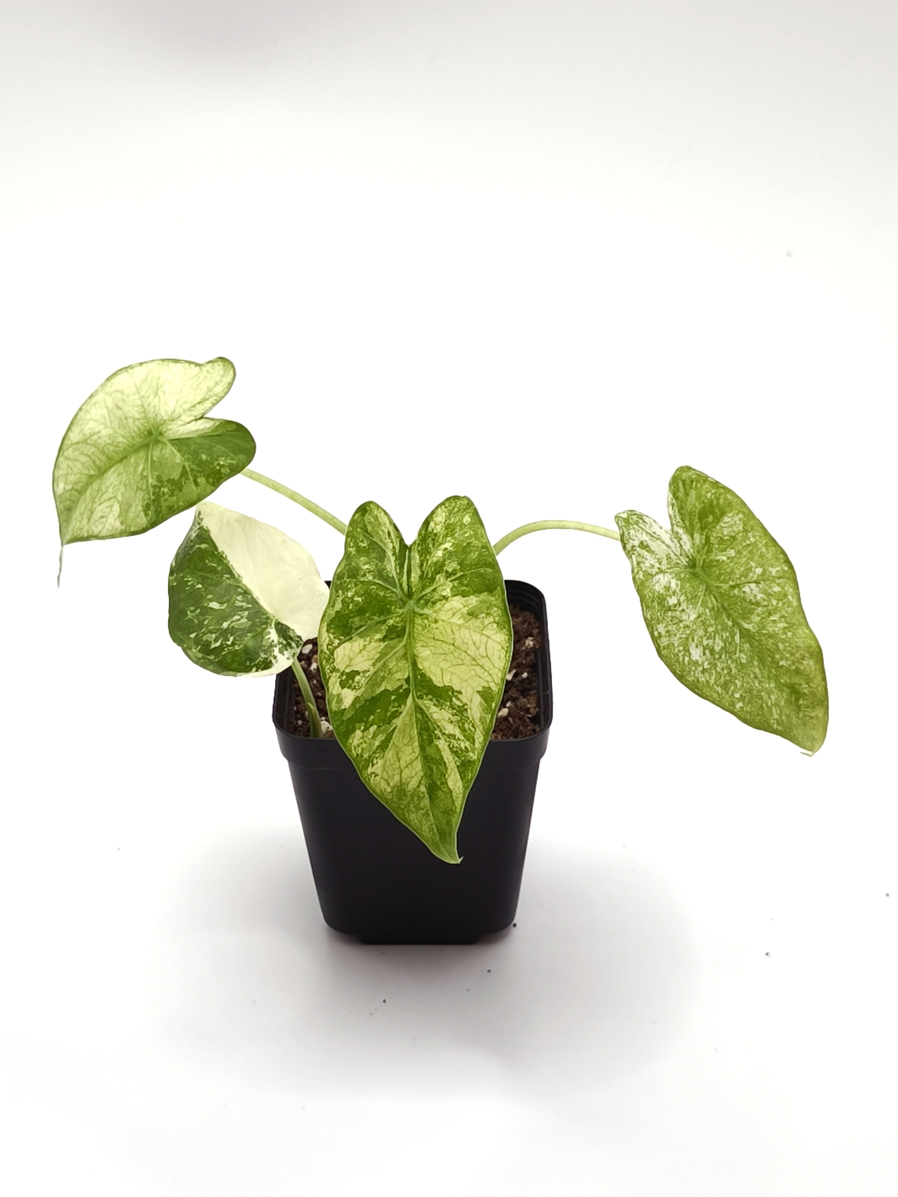 Alocasia Odora Albo Variegata
