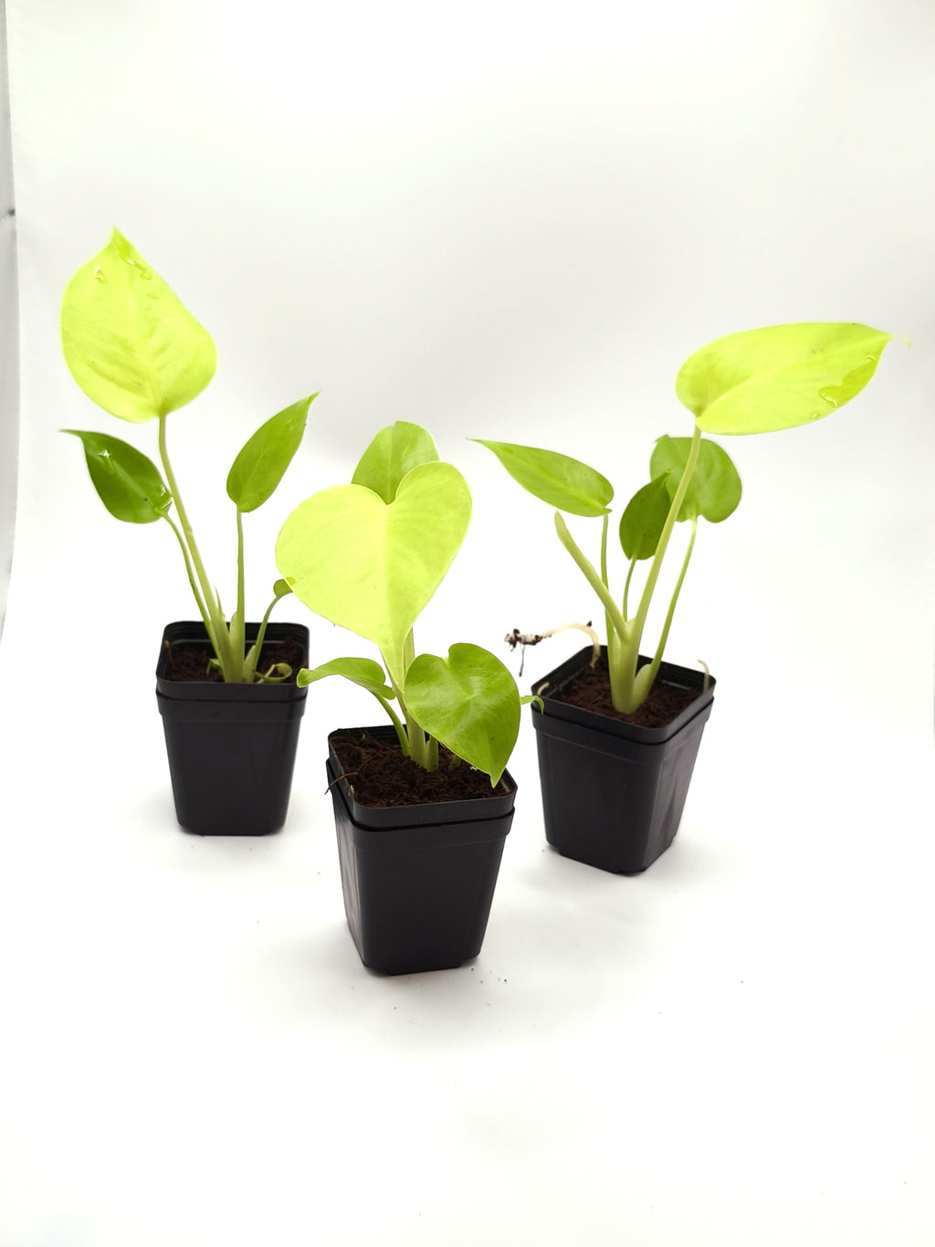 Monstera Lemon Lime