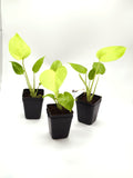 Monstera Lemon Lime