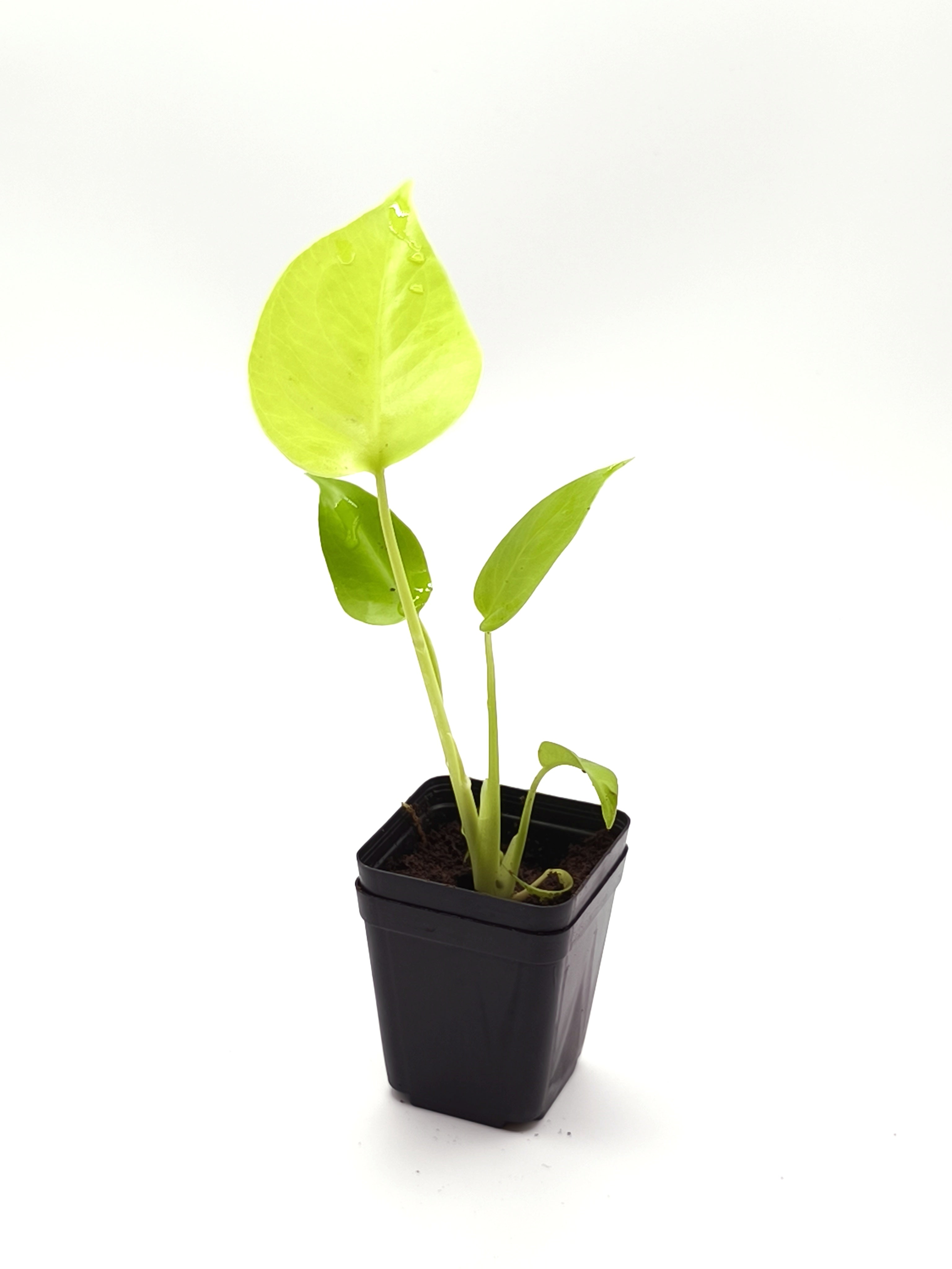 Monstera Lemon Lime