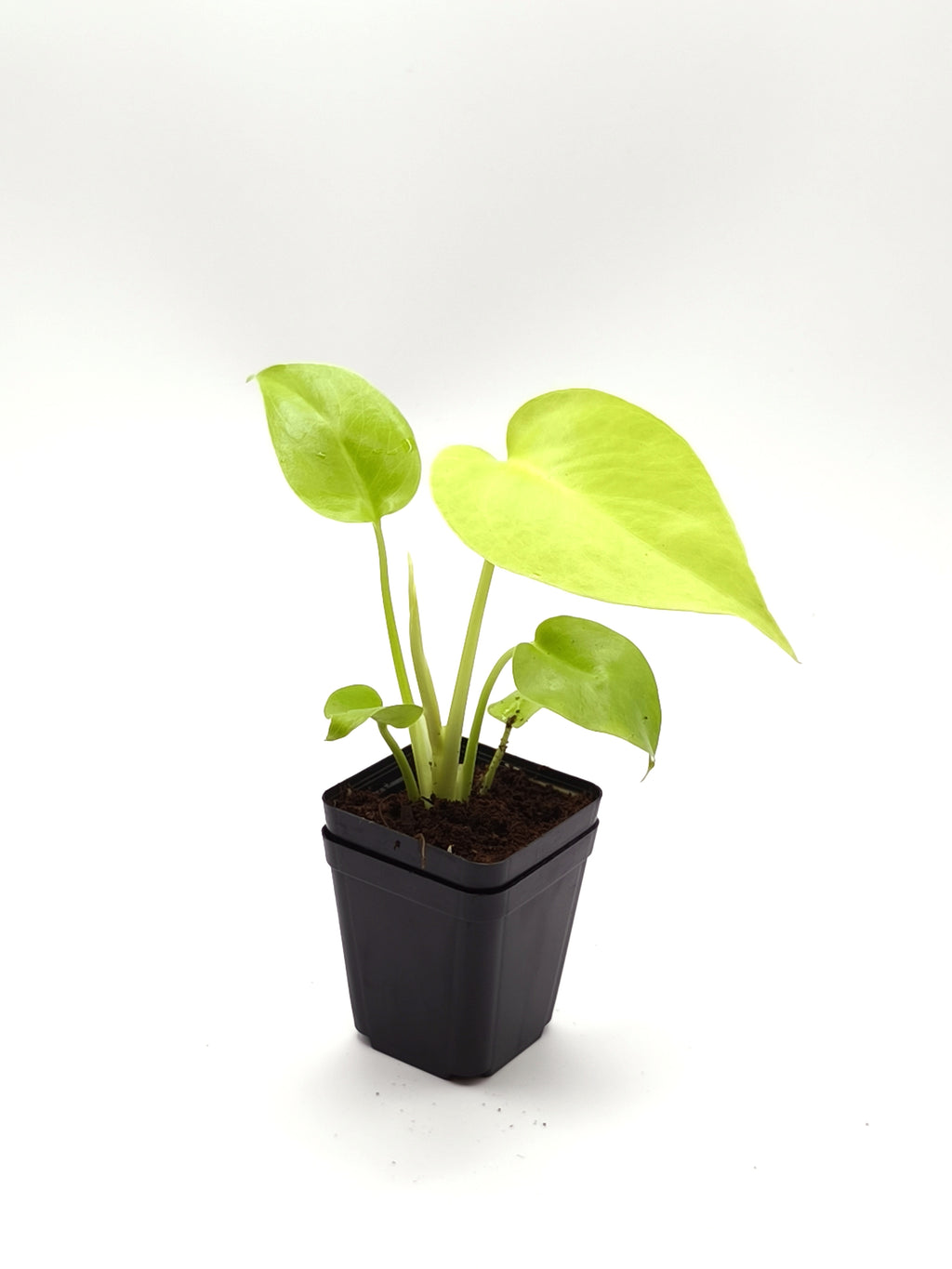 Monstera Lemon Lime