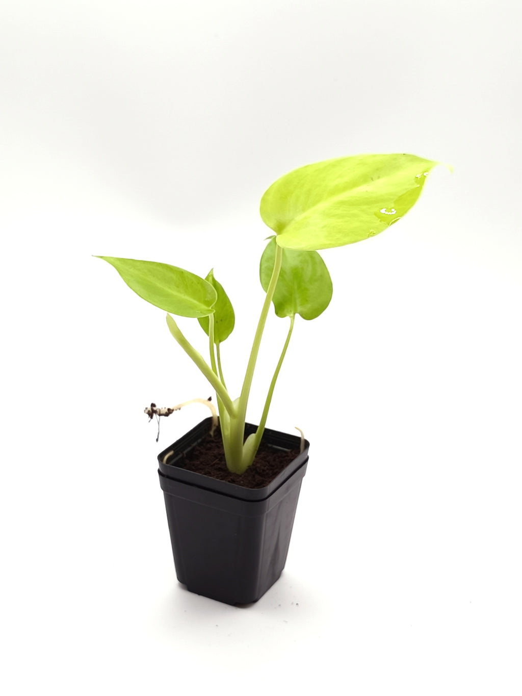 Monstera Lemon Lime