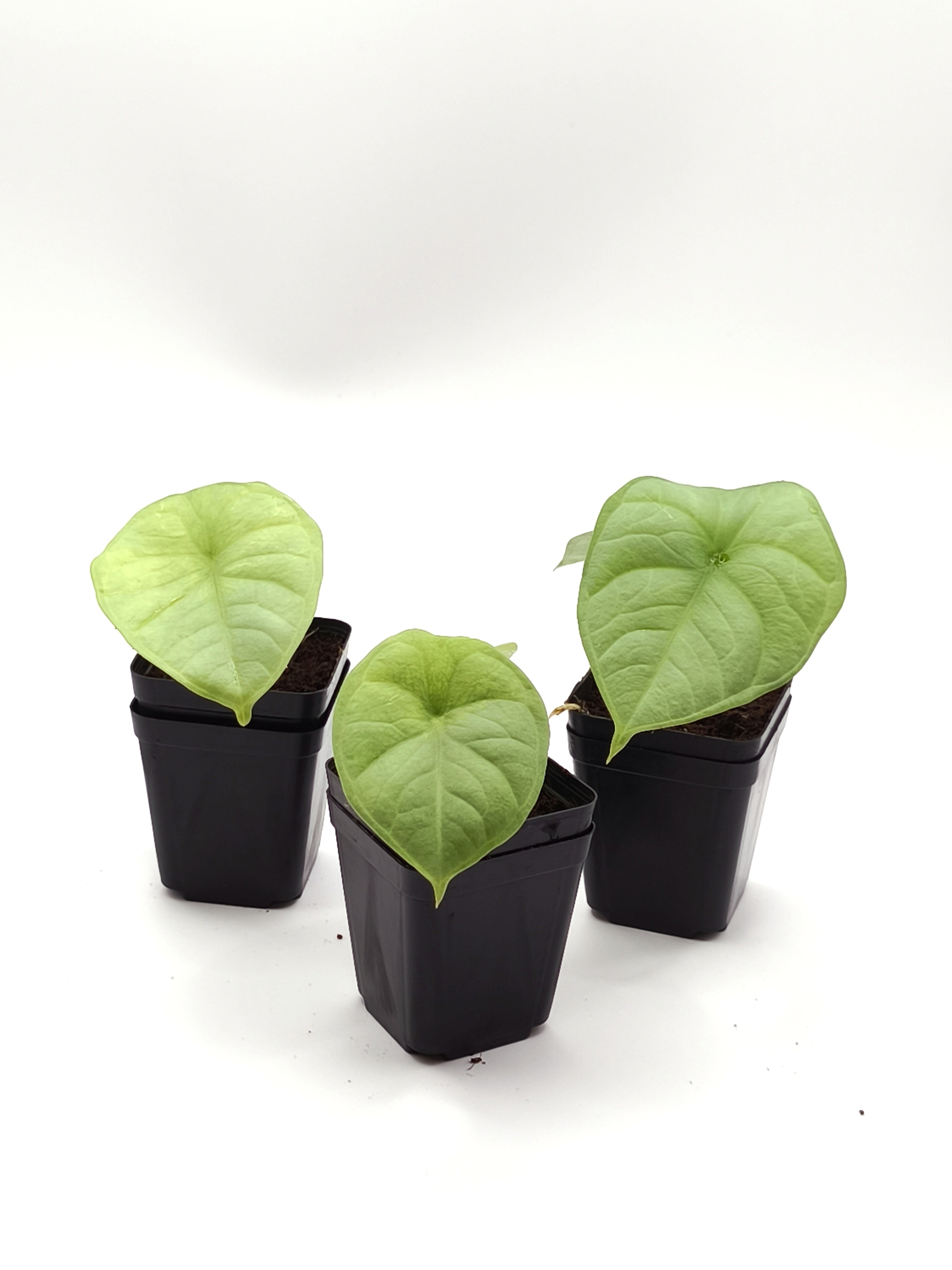 Alocasia Chaii
