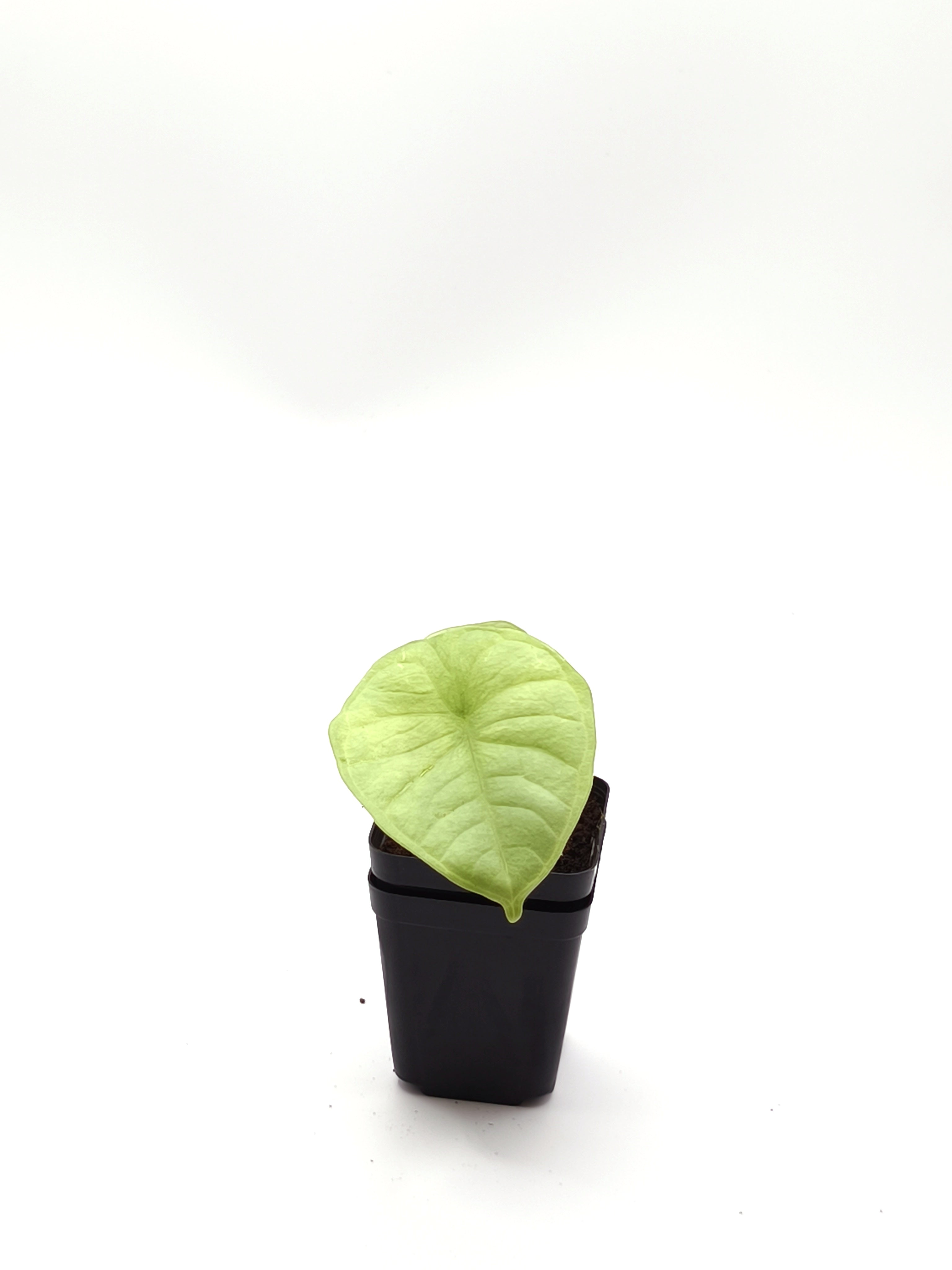 Alocasia Chaii