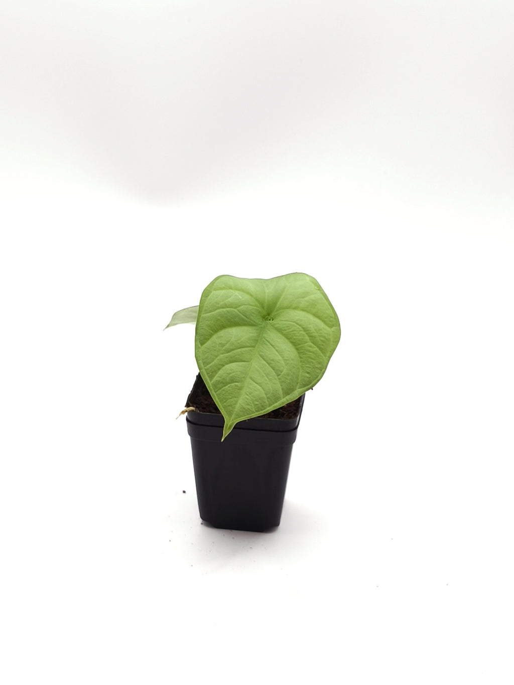 Alocasia Chaii