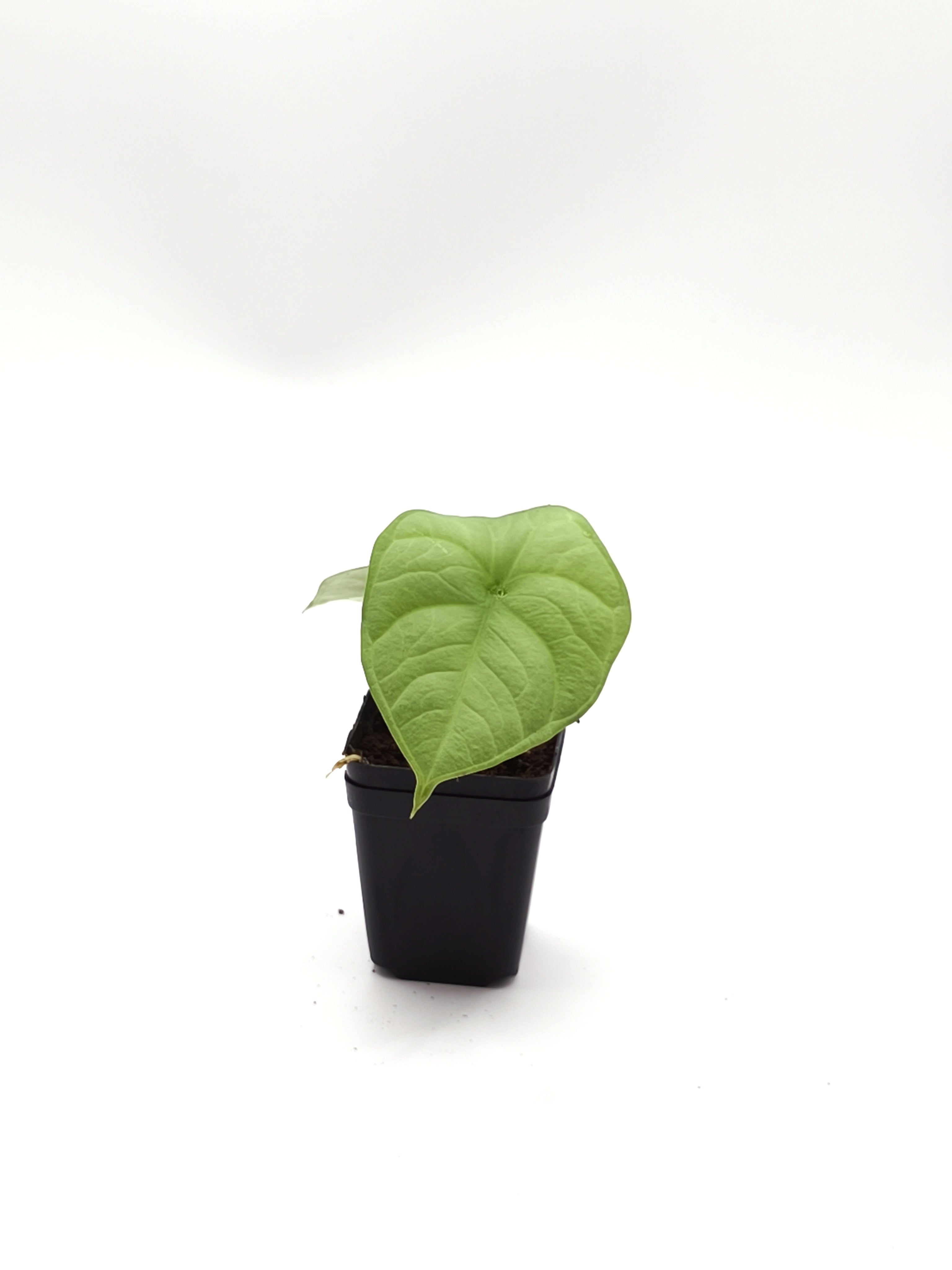 Alocasia Chaii
