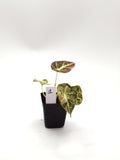 Alocasia Black Velvet Gold