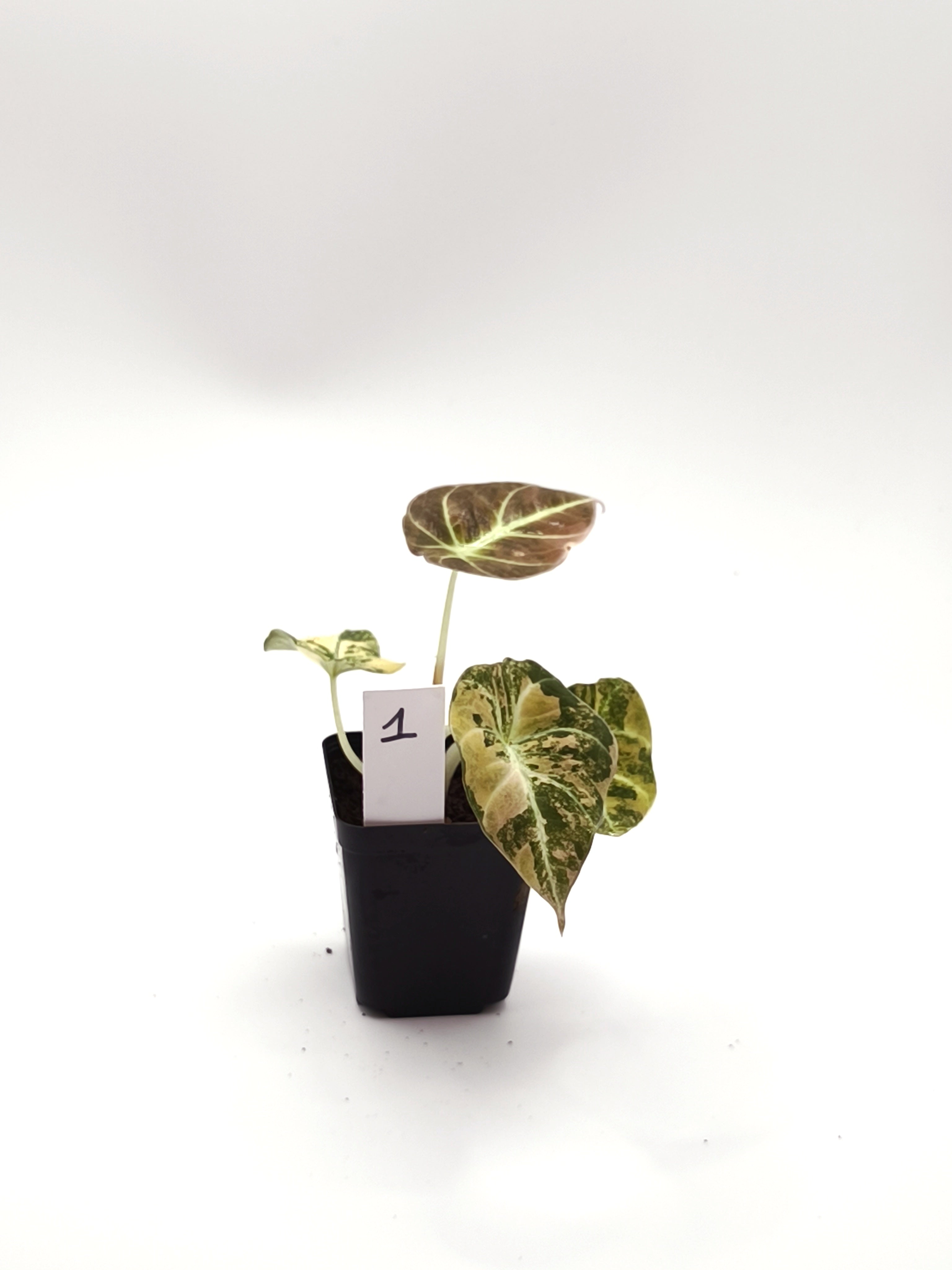 Alocasia Black Velvet Gold
