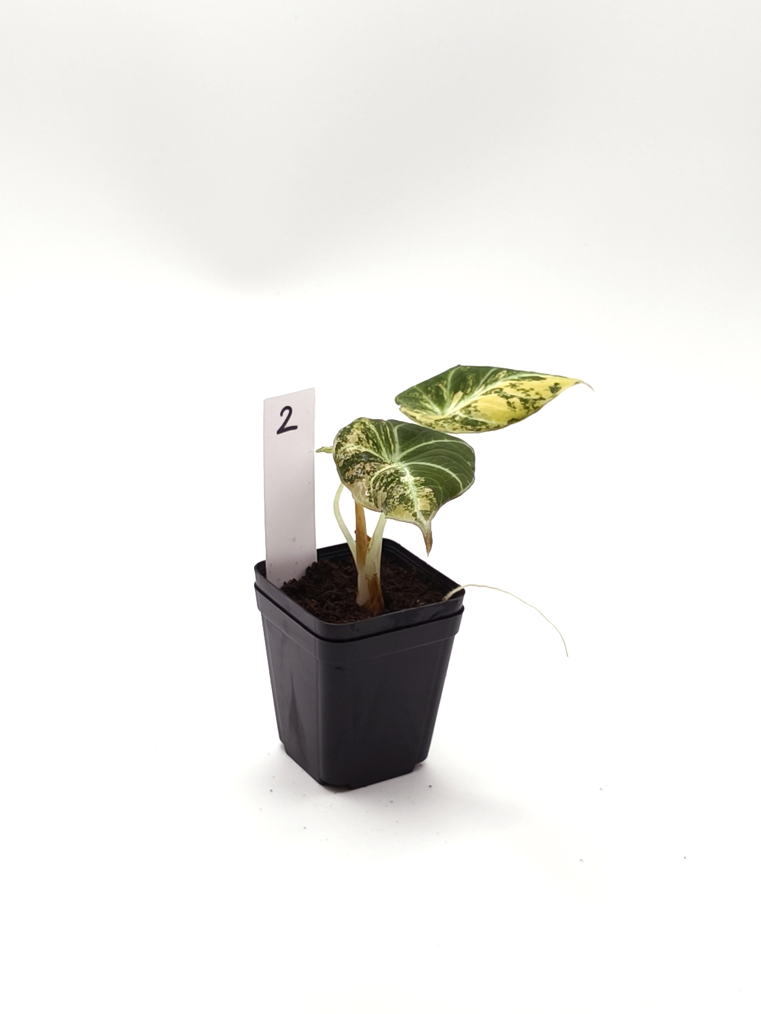Alocasia Black Velvet Gold