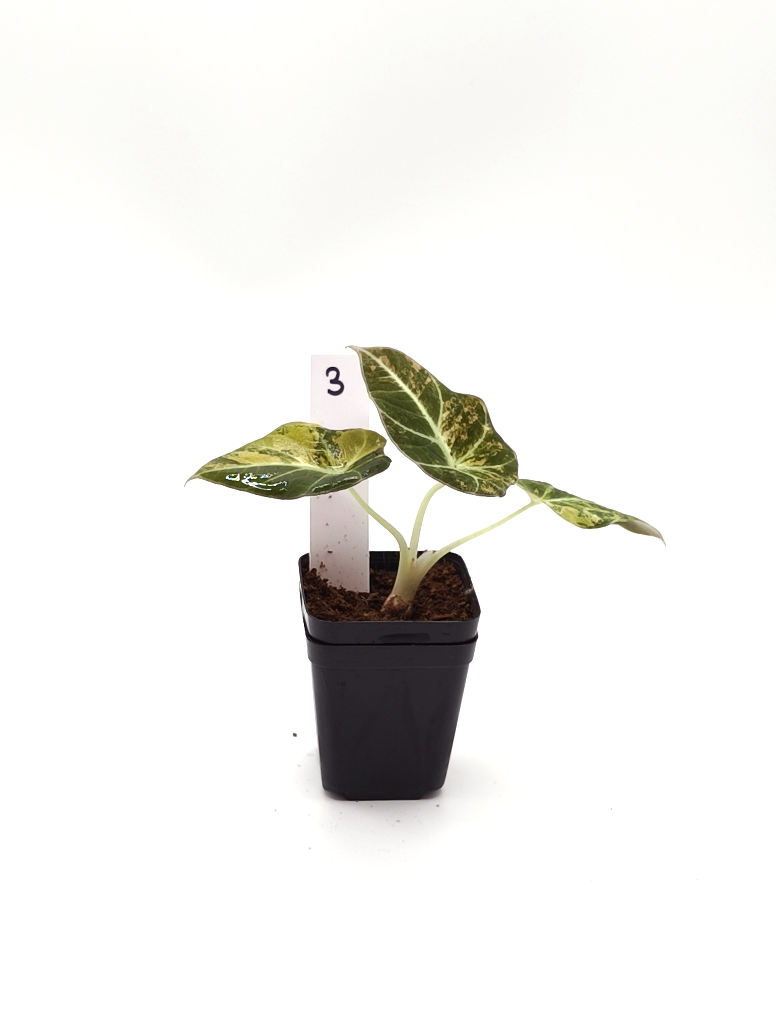 Alocasia Black Velvet Gold