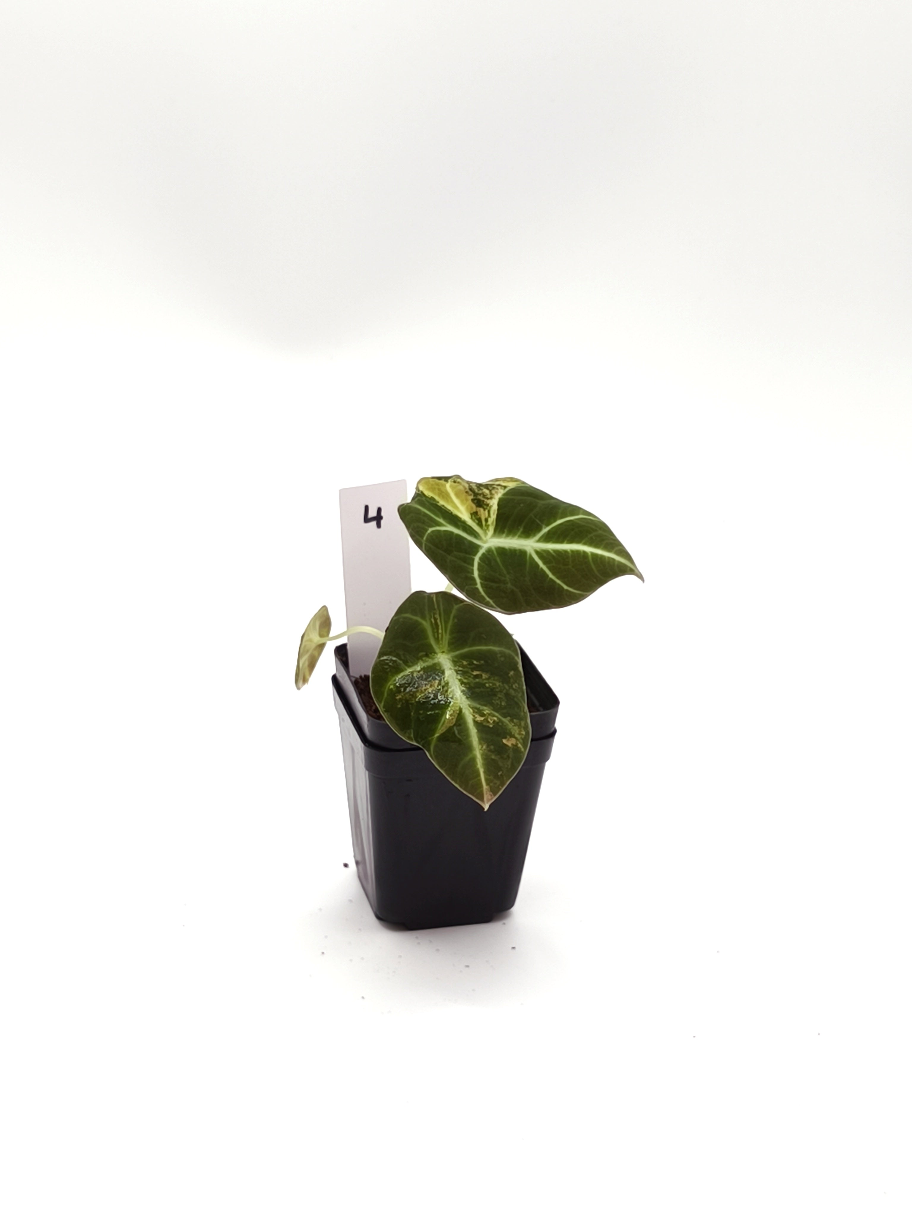 Alocasia Black Velvet Gold