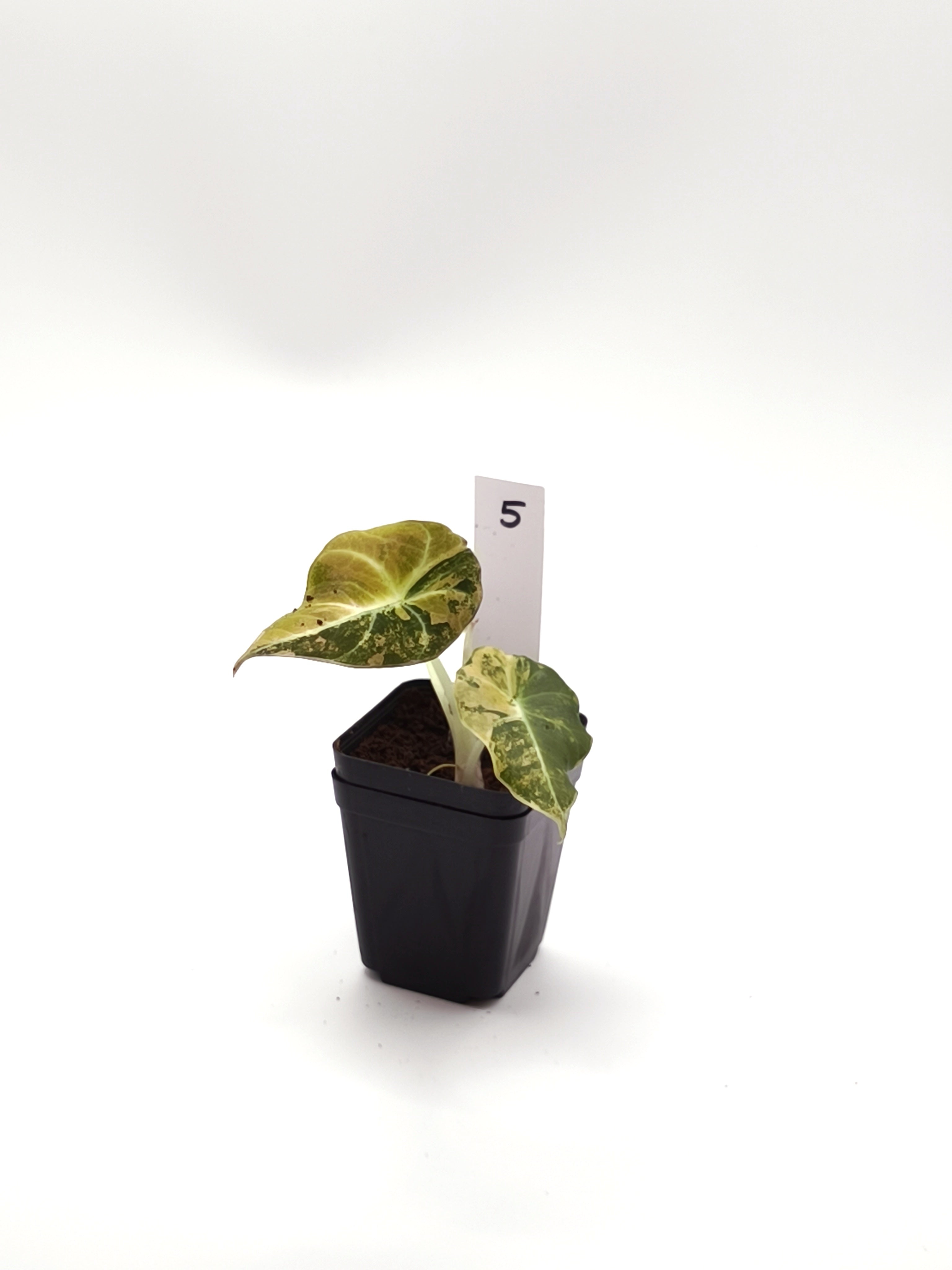 Alocasia Black Velvet Gold