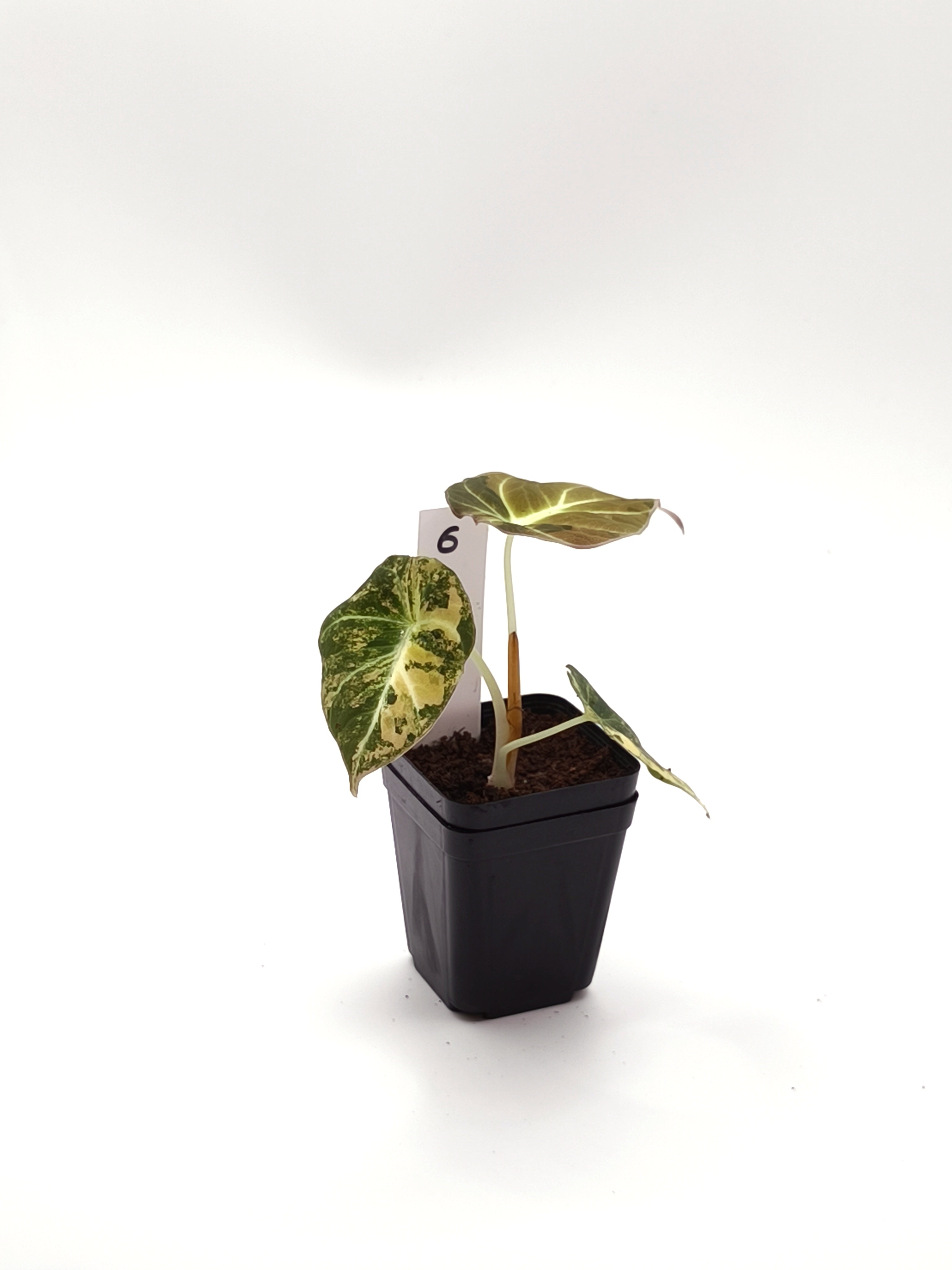 Alocasia Black Velvet Gold