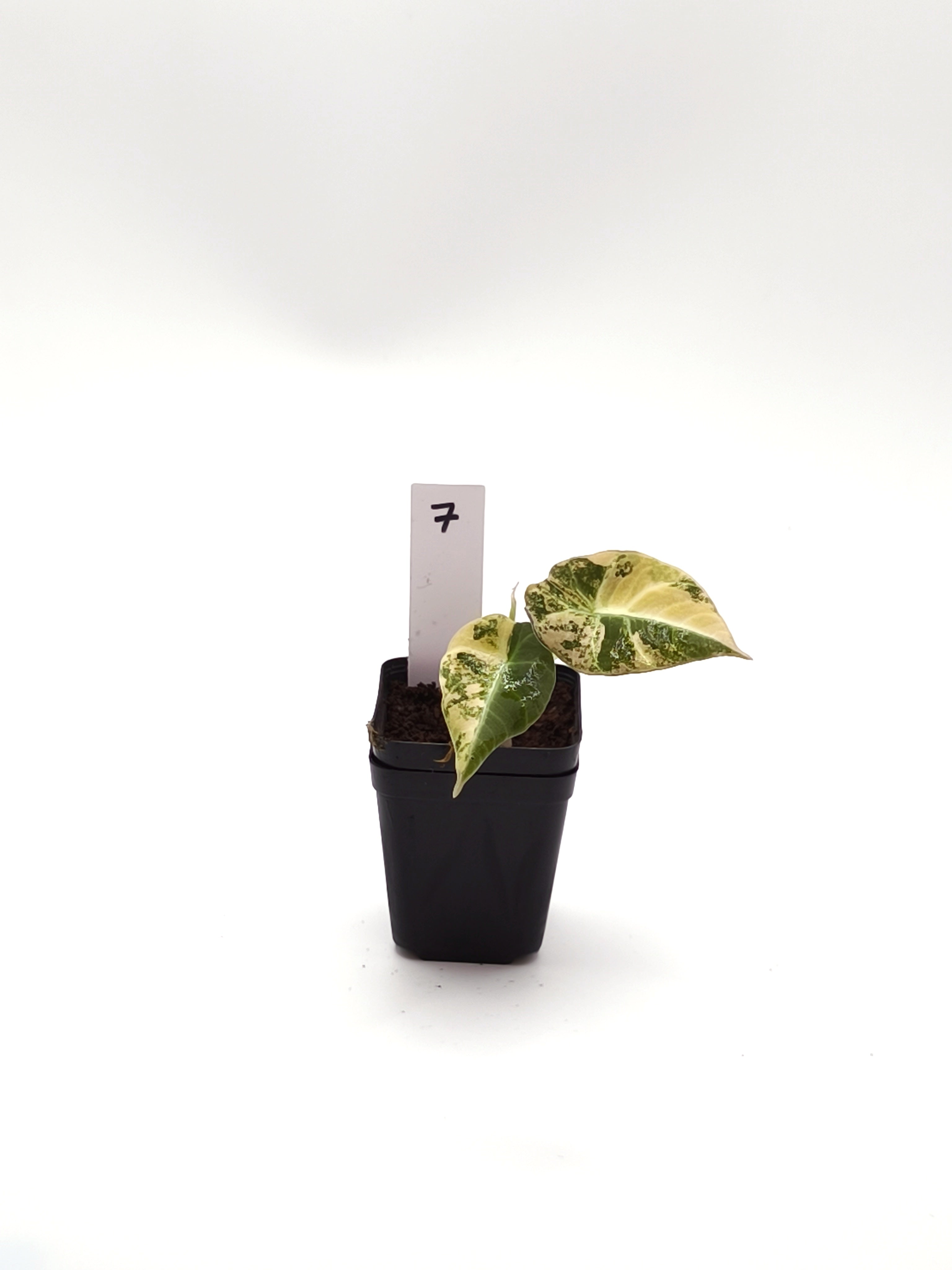 Alocasia Black Velvet Gold