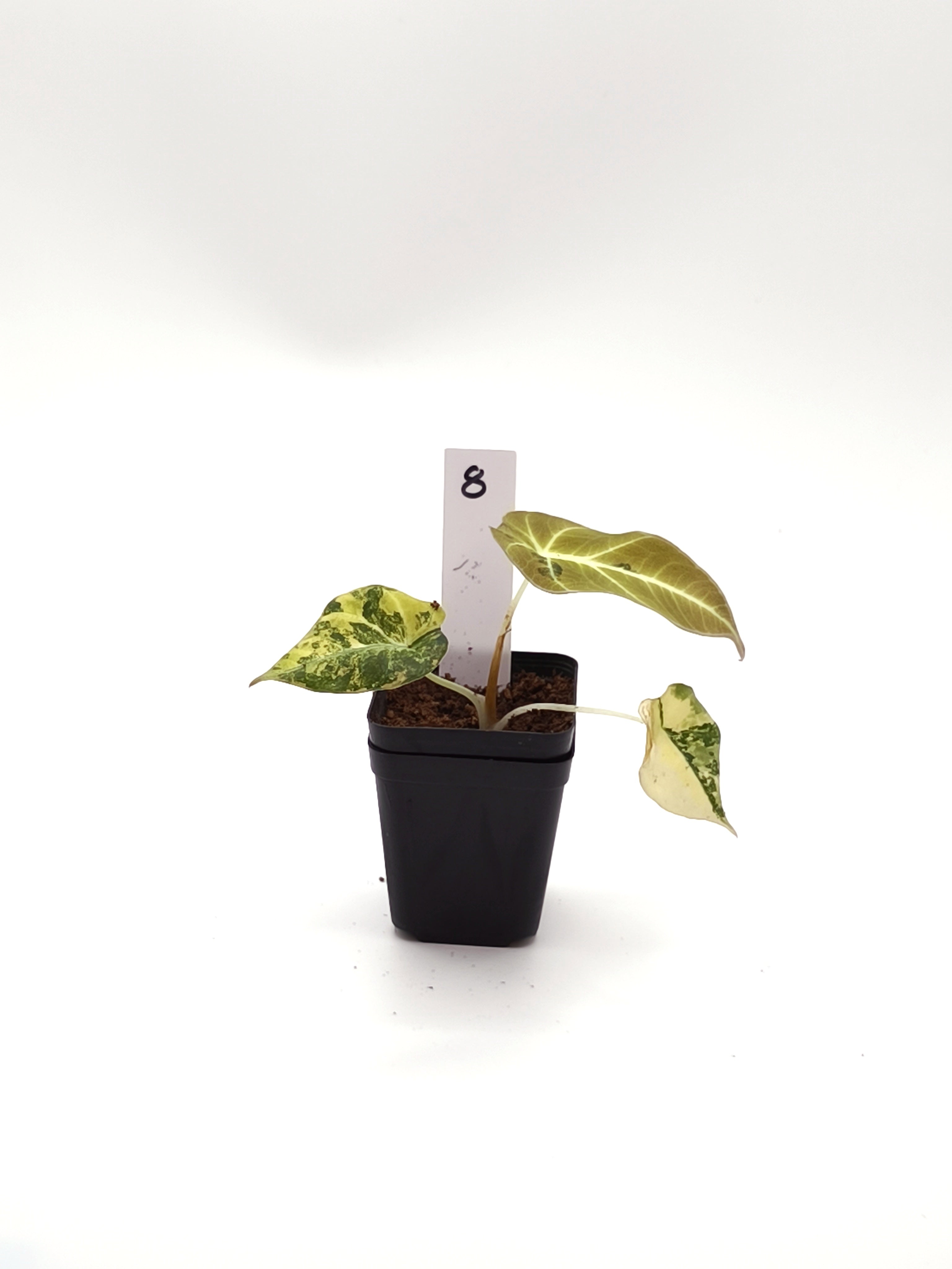 Alocasia Black Velvet Gold