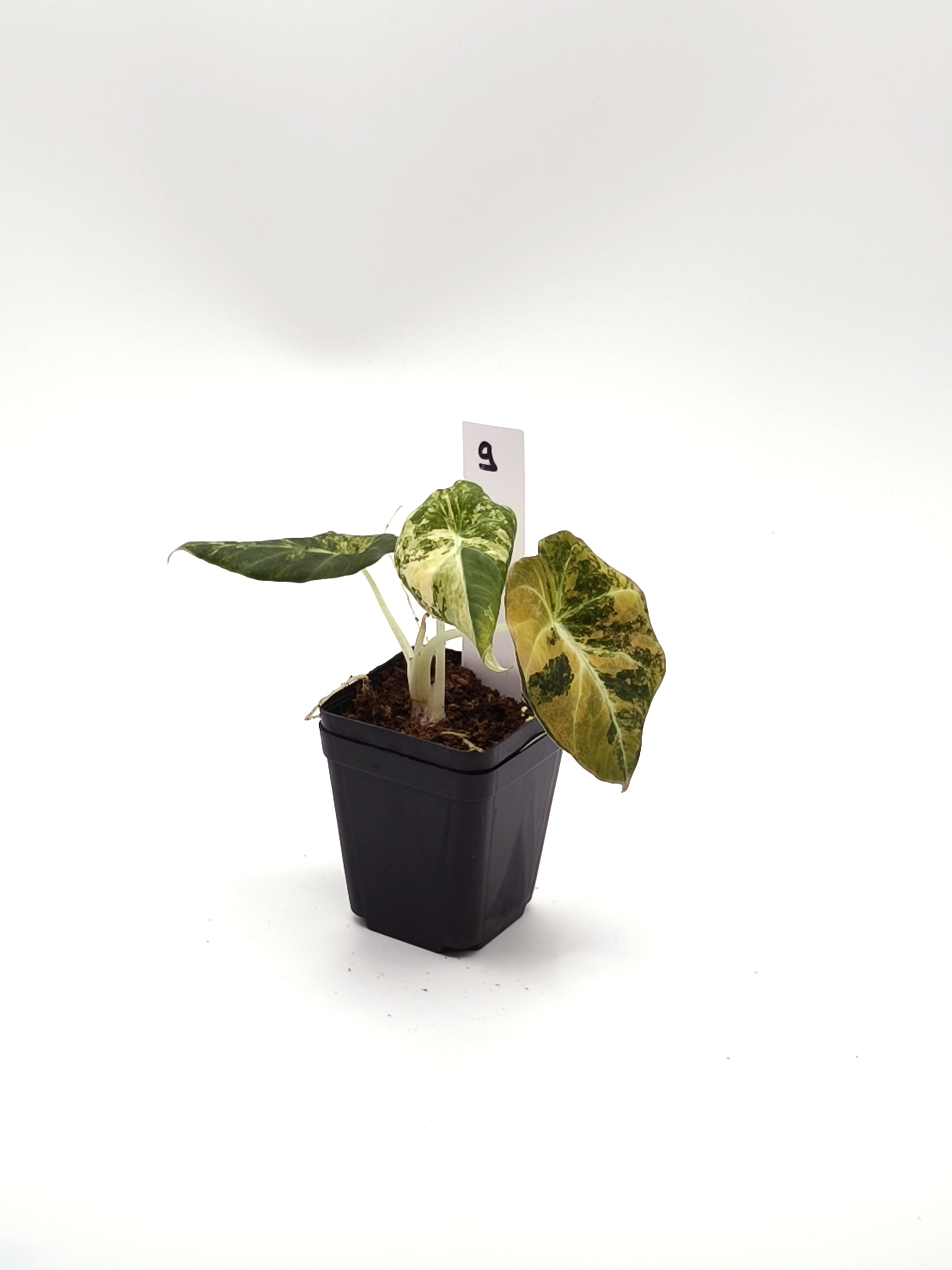 Alocasia Black Velvet Gold