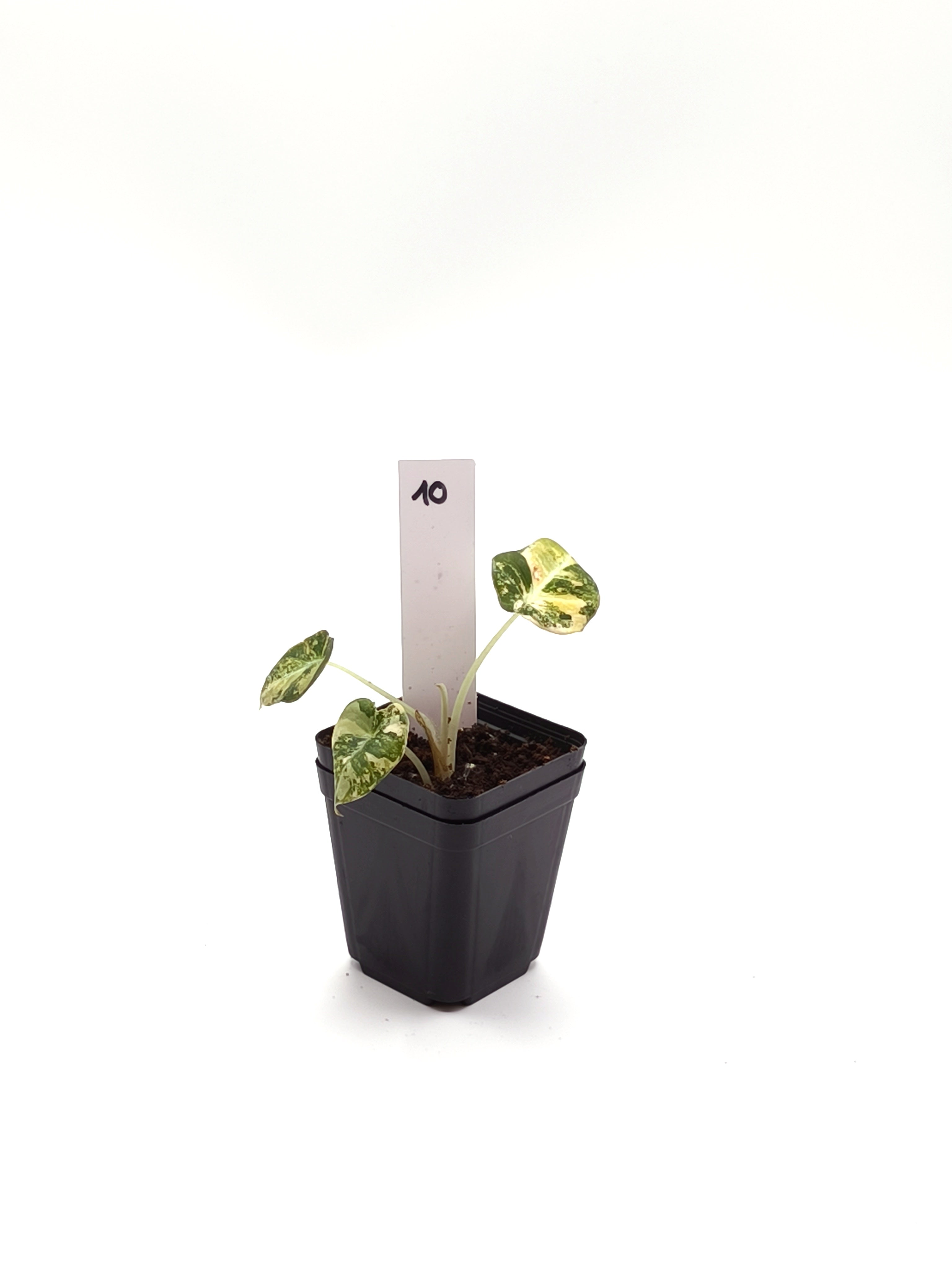 Alocasia Black Velvet Gold