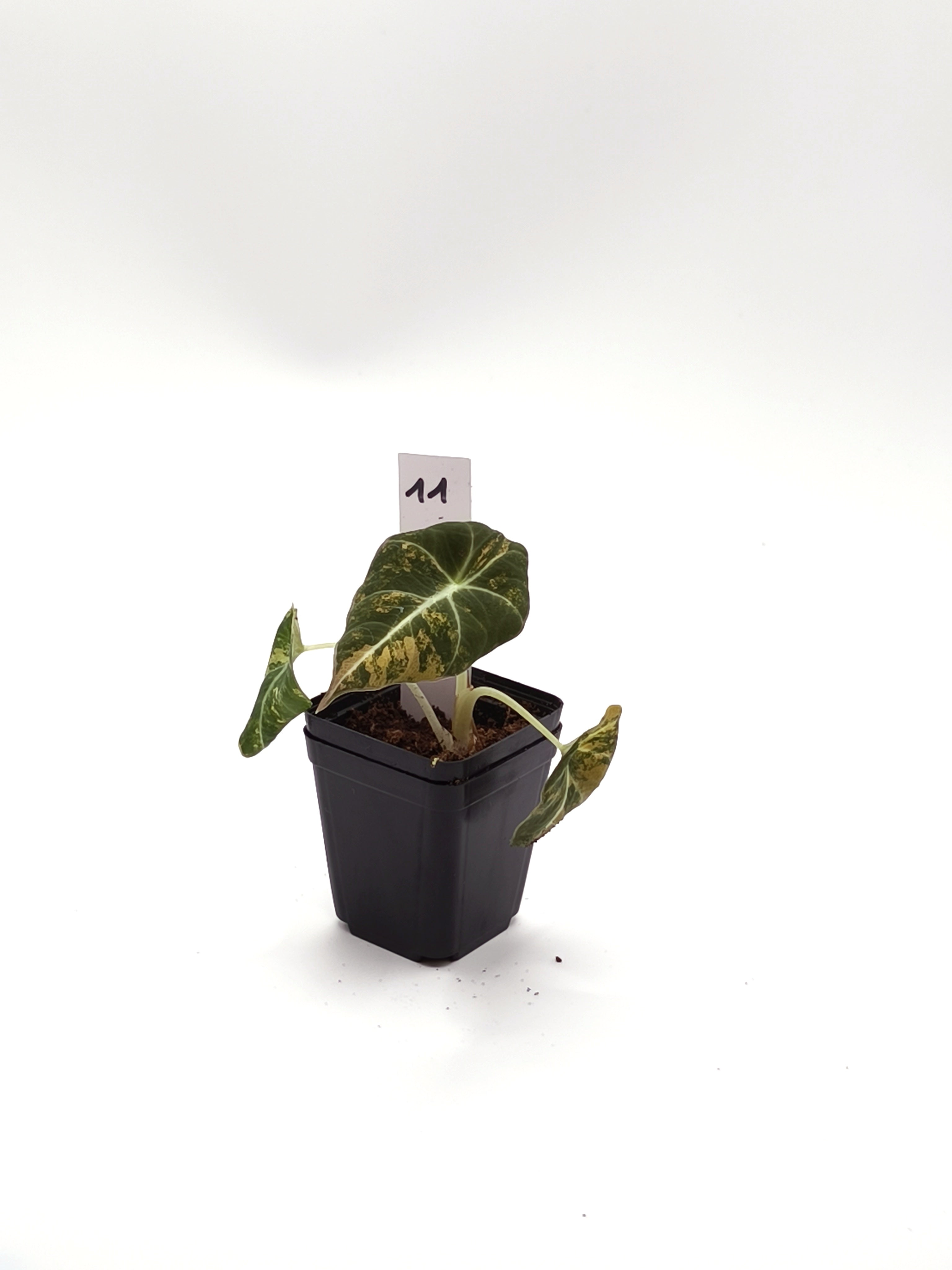 Alocasia Black Velvet Gold