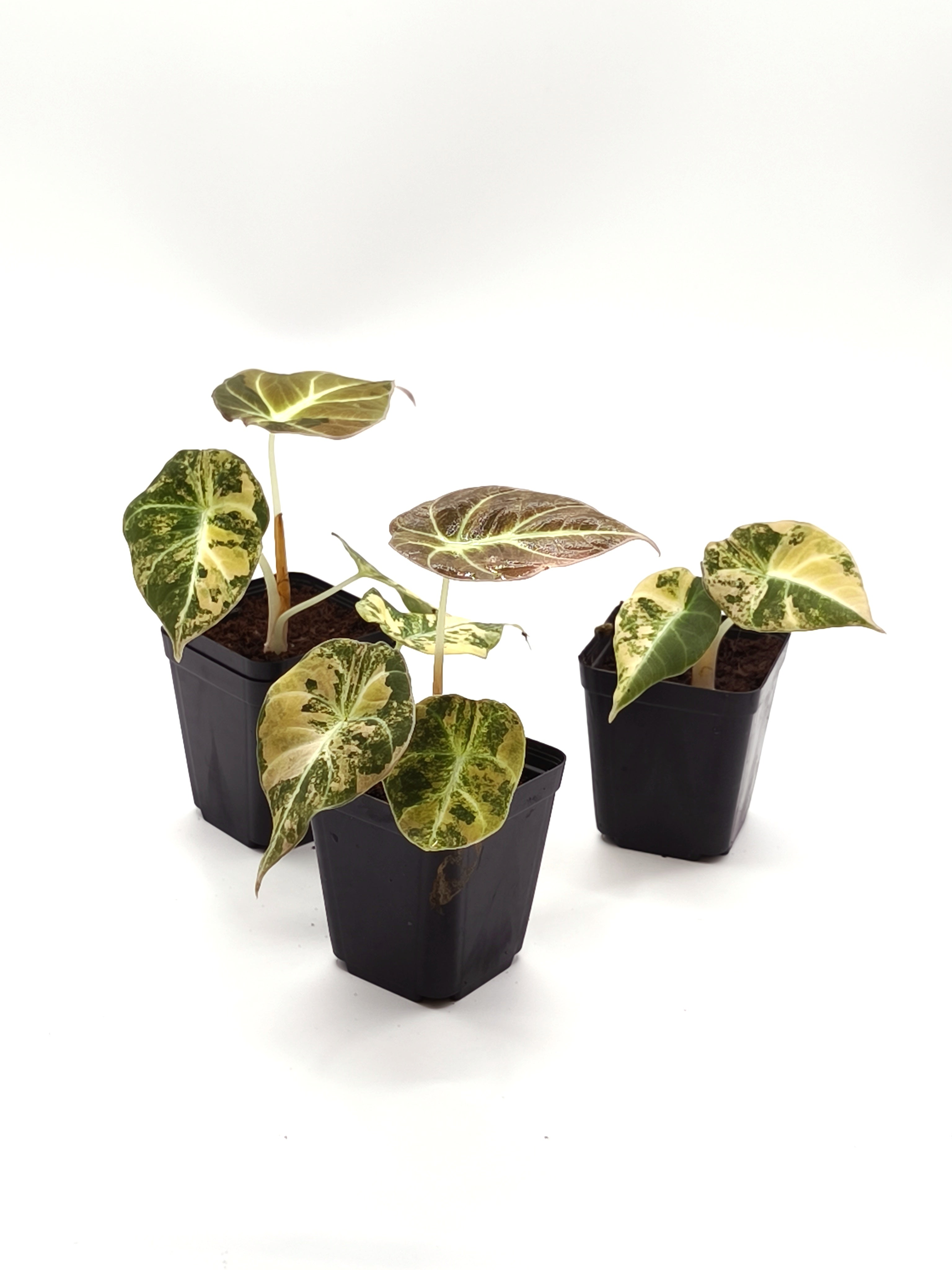 Alocasia Black Velvet Gold