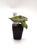Alocasia Black Satun Stardust